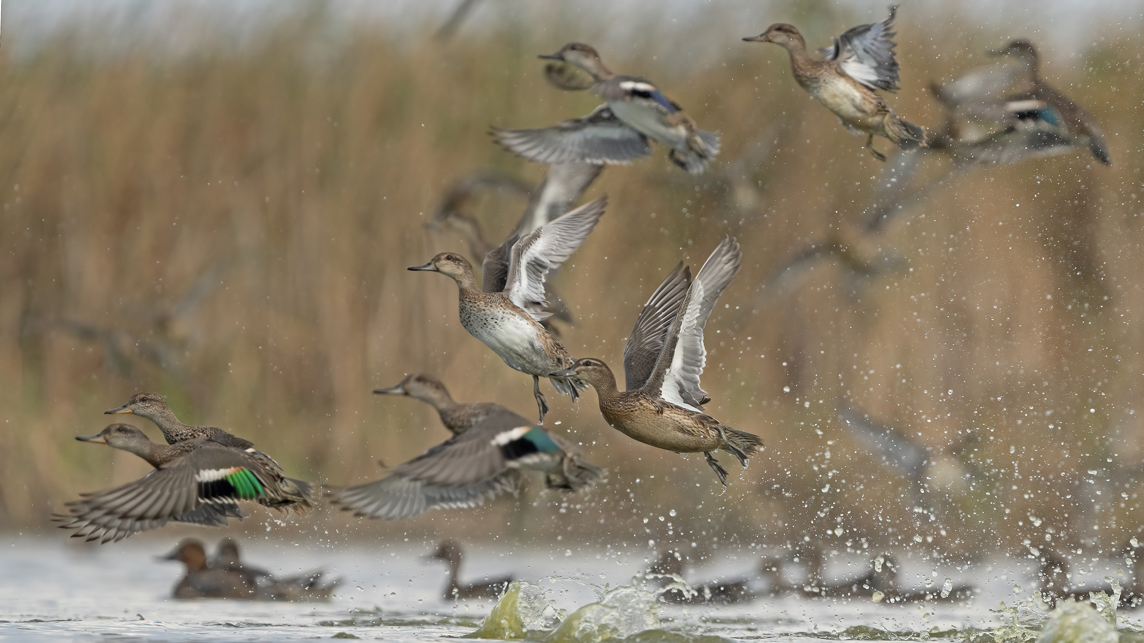 Çıkrıkçın » Garganey » Spatula querquedula