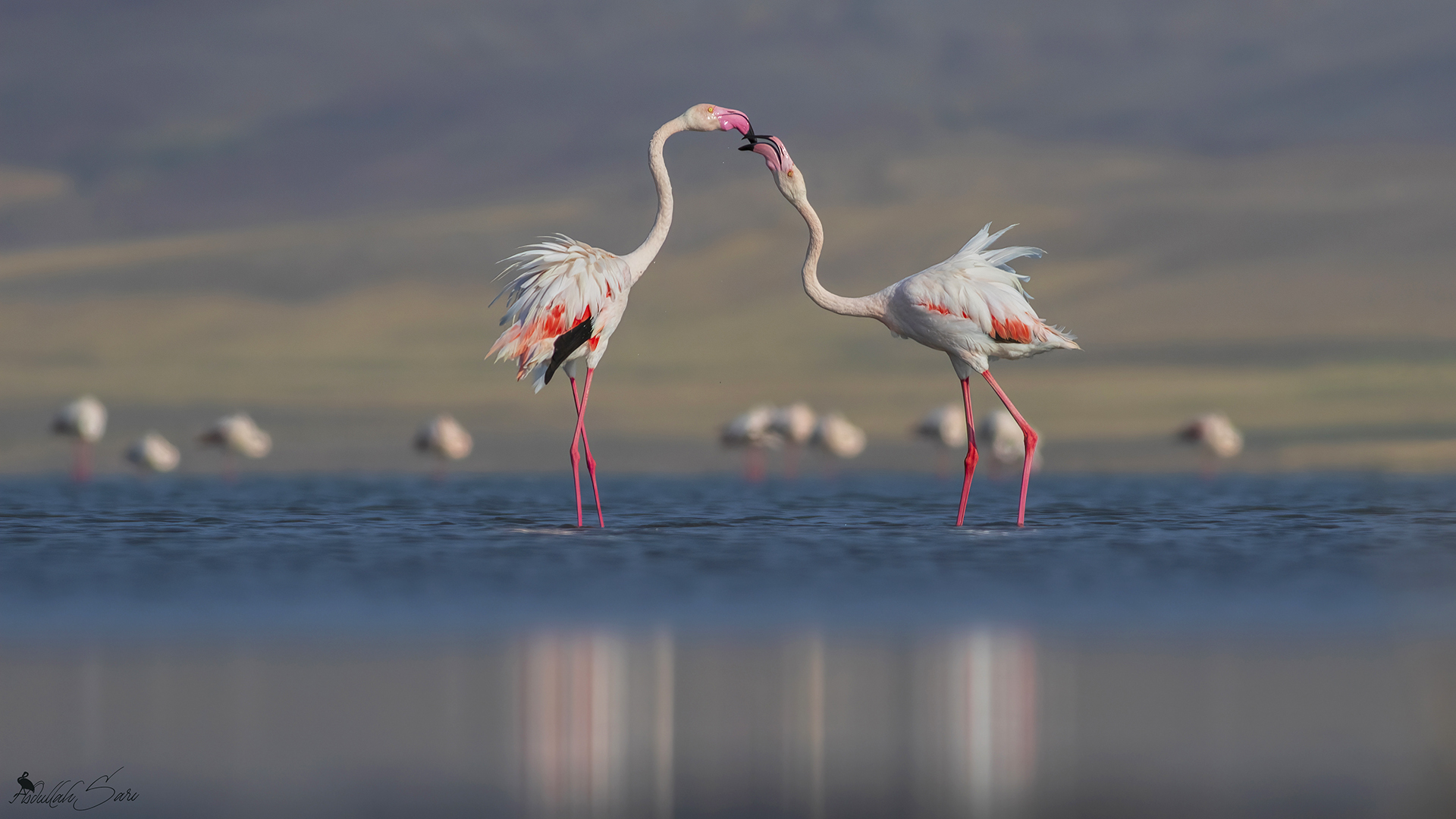 Flamingo » Greater Flamingo » Phoenicopterus roseus