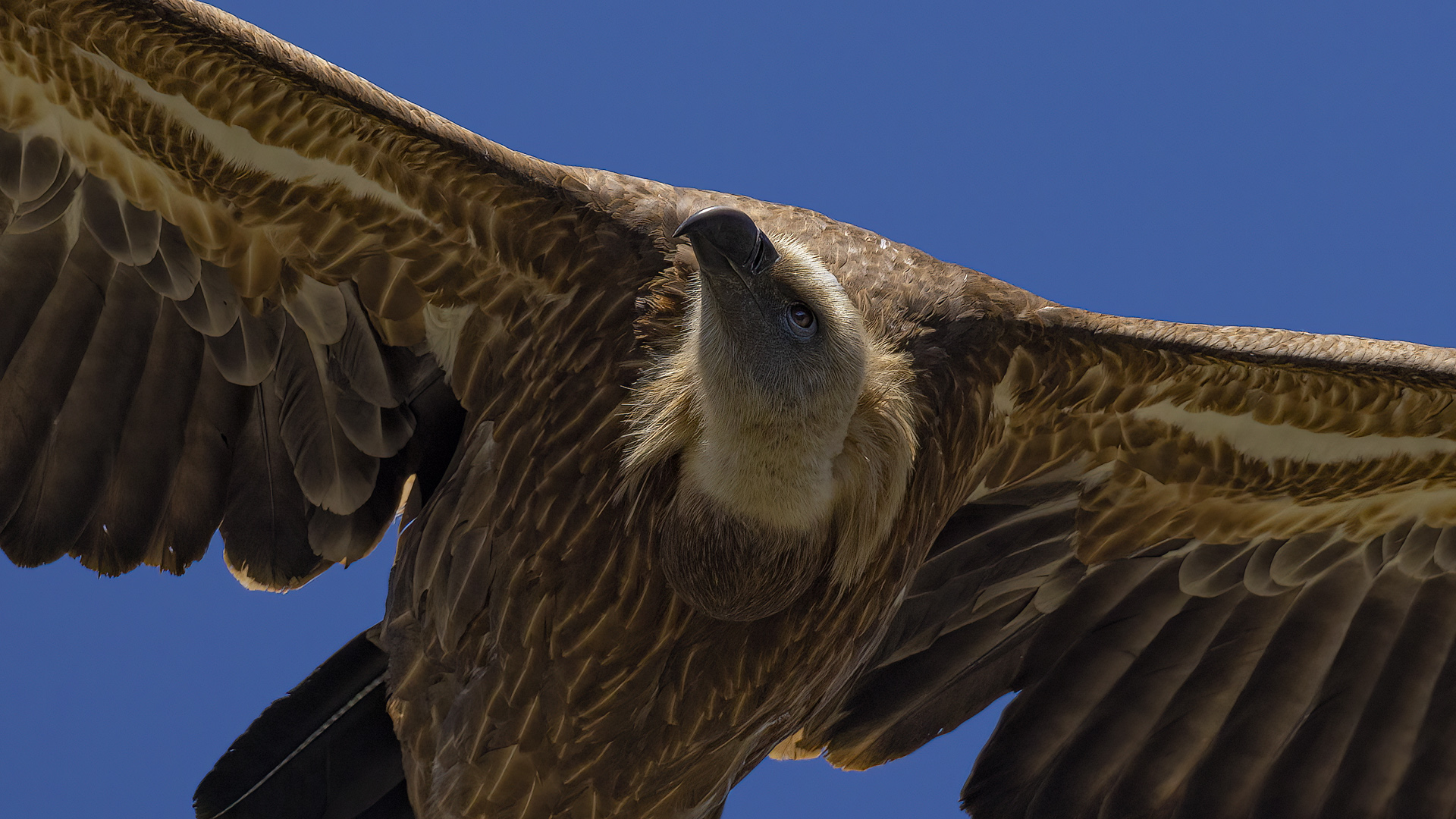 Kızıl akbaba » Griffon Vulture » Gyps fulvus