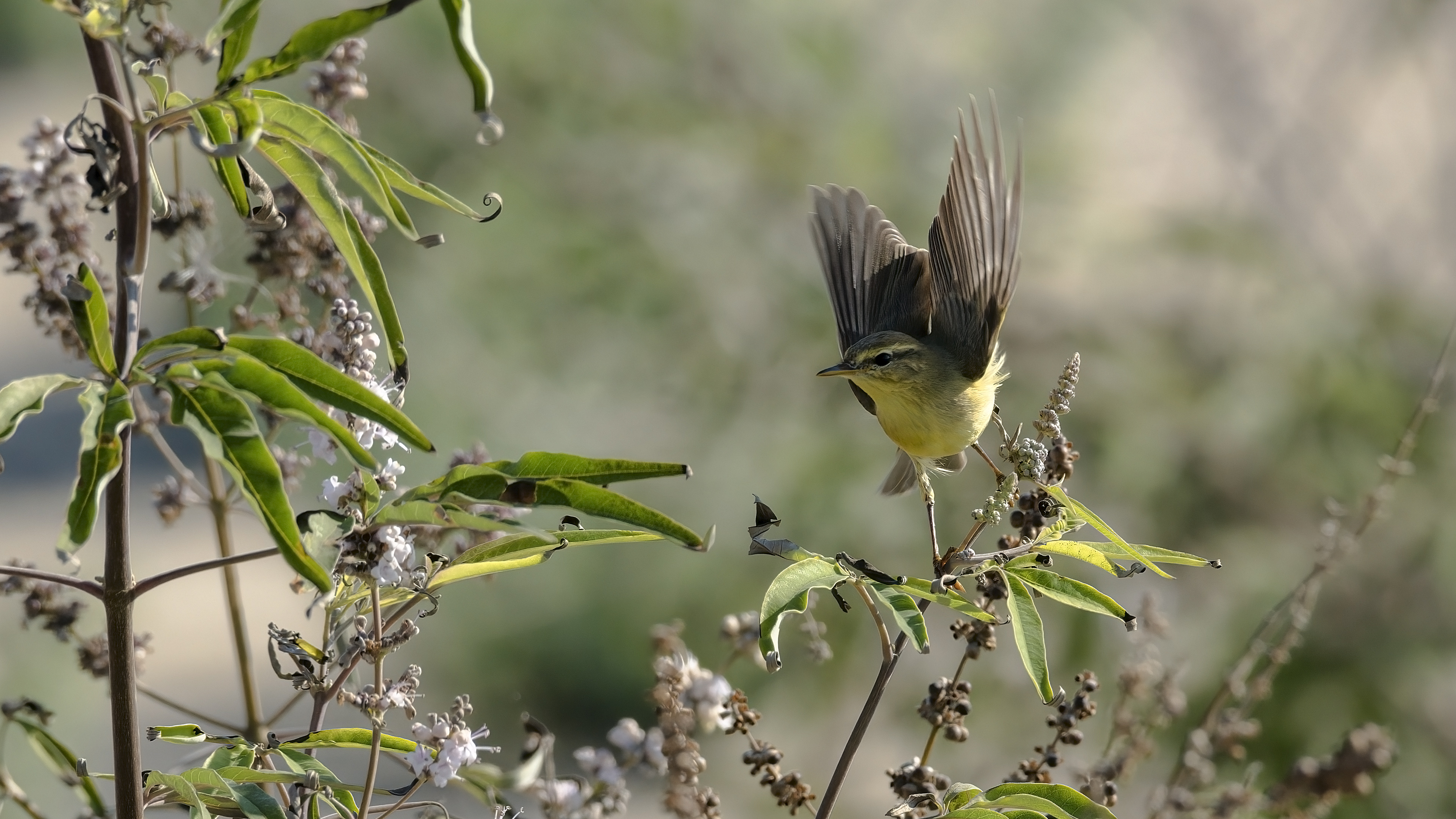 Söğütbülbülü » Willow Warbler » Phylloscopus trochilus