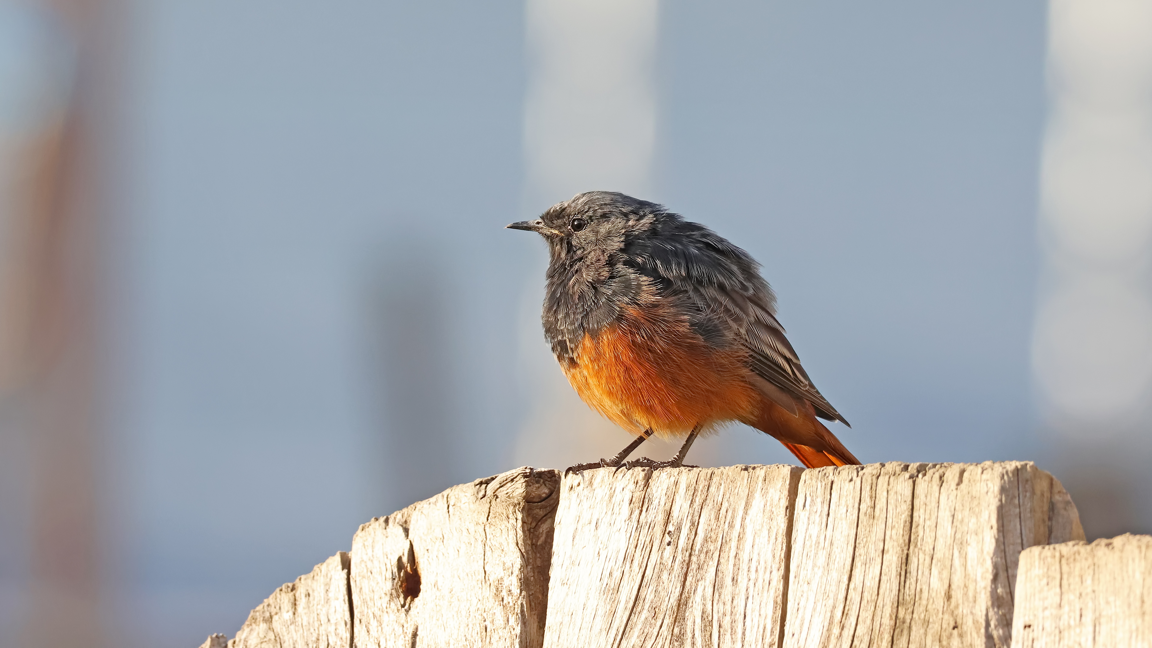 Kara kızılkuyruk » Black Redstart » Phoenicurus ochruros