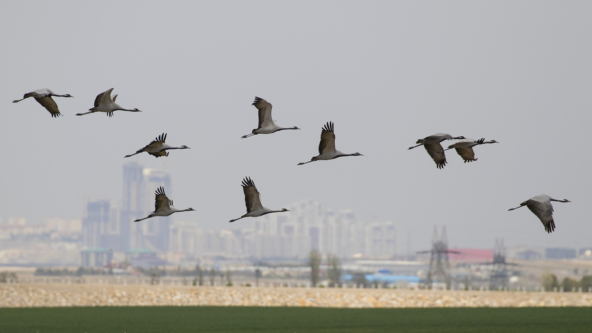 Telli turna » Demoiselle Crane » Grus virgo