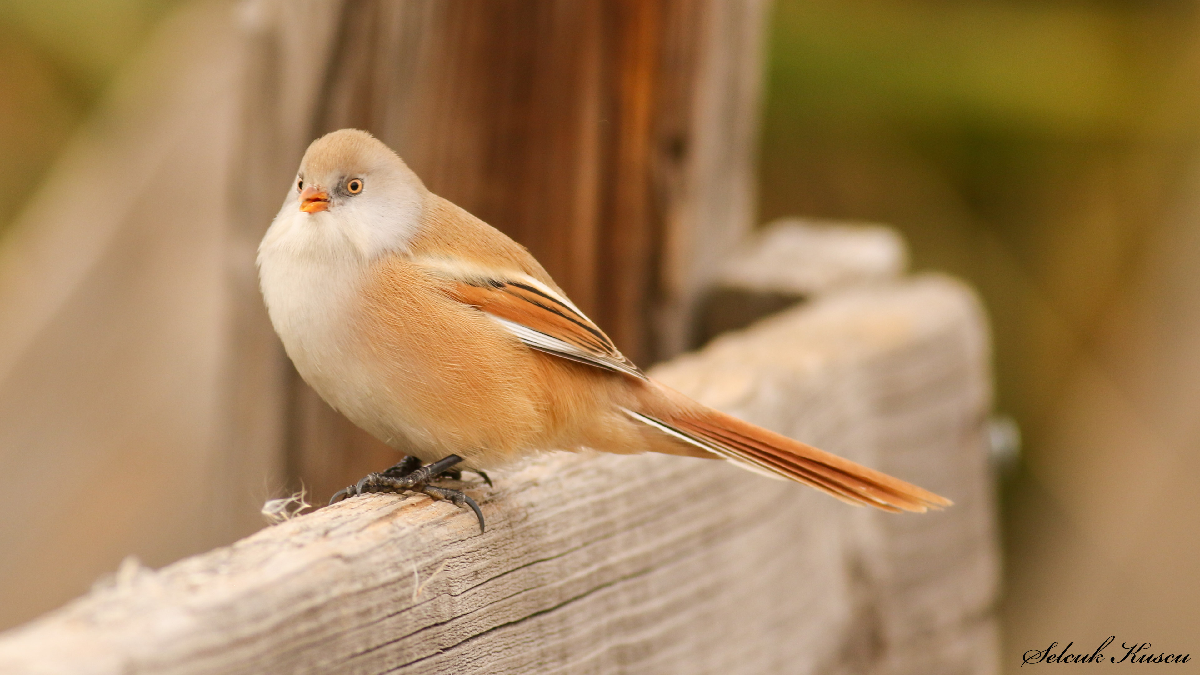 Bıyıklı baştankara » Bearded Reedling » Panurus biarmicus