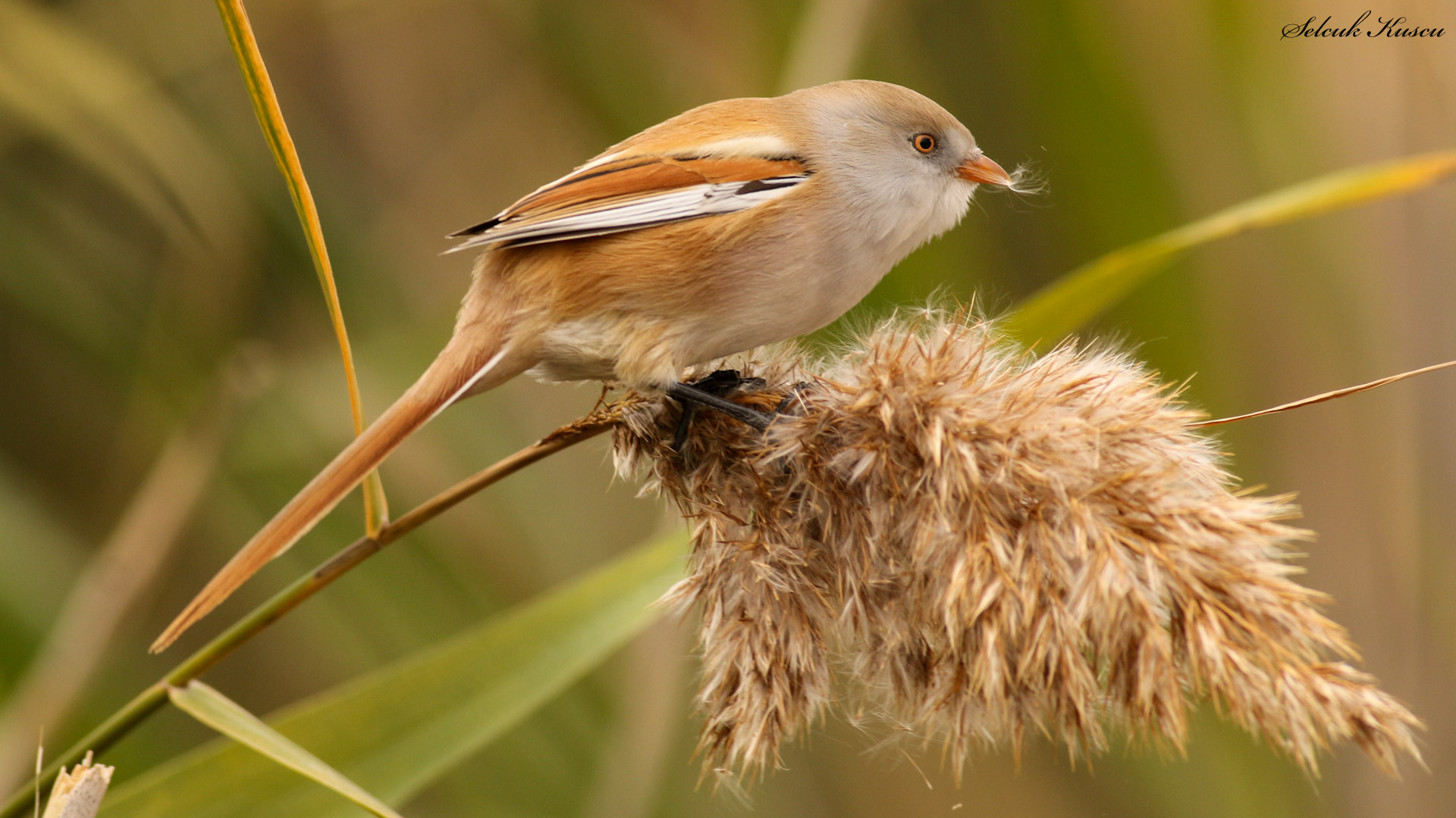 Bıyıklı baştankara » Bearded Reedling » Panurus biarmicus