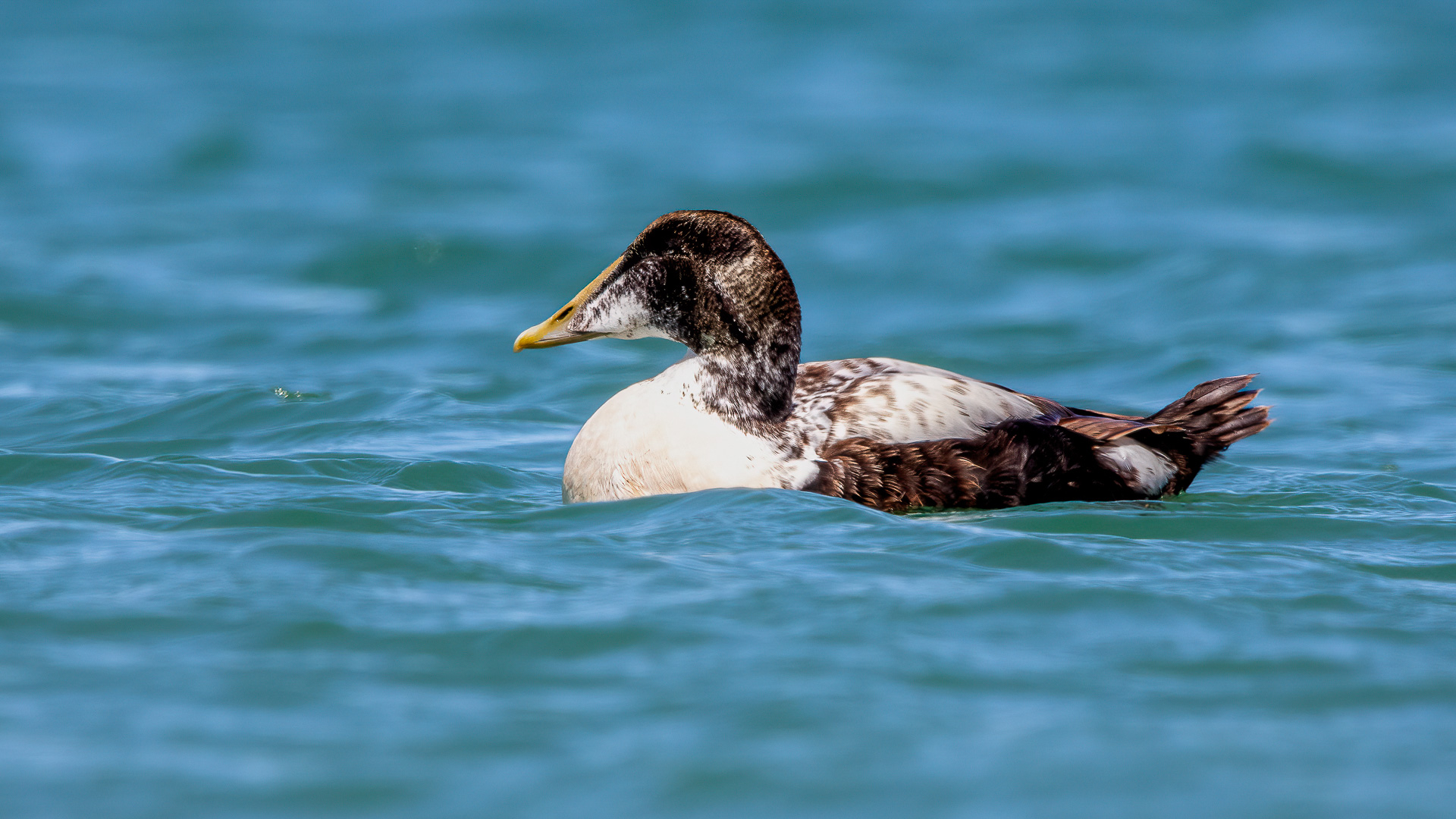 Pufla » Common Eider » Somateria mollissima