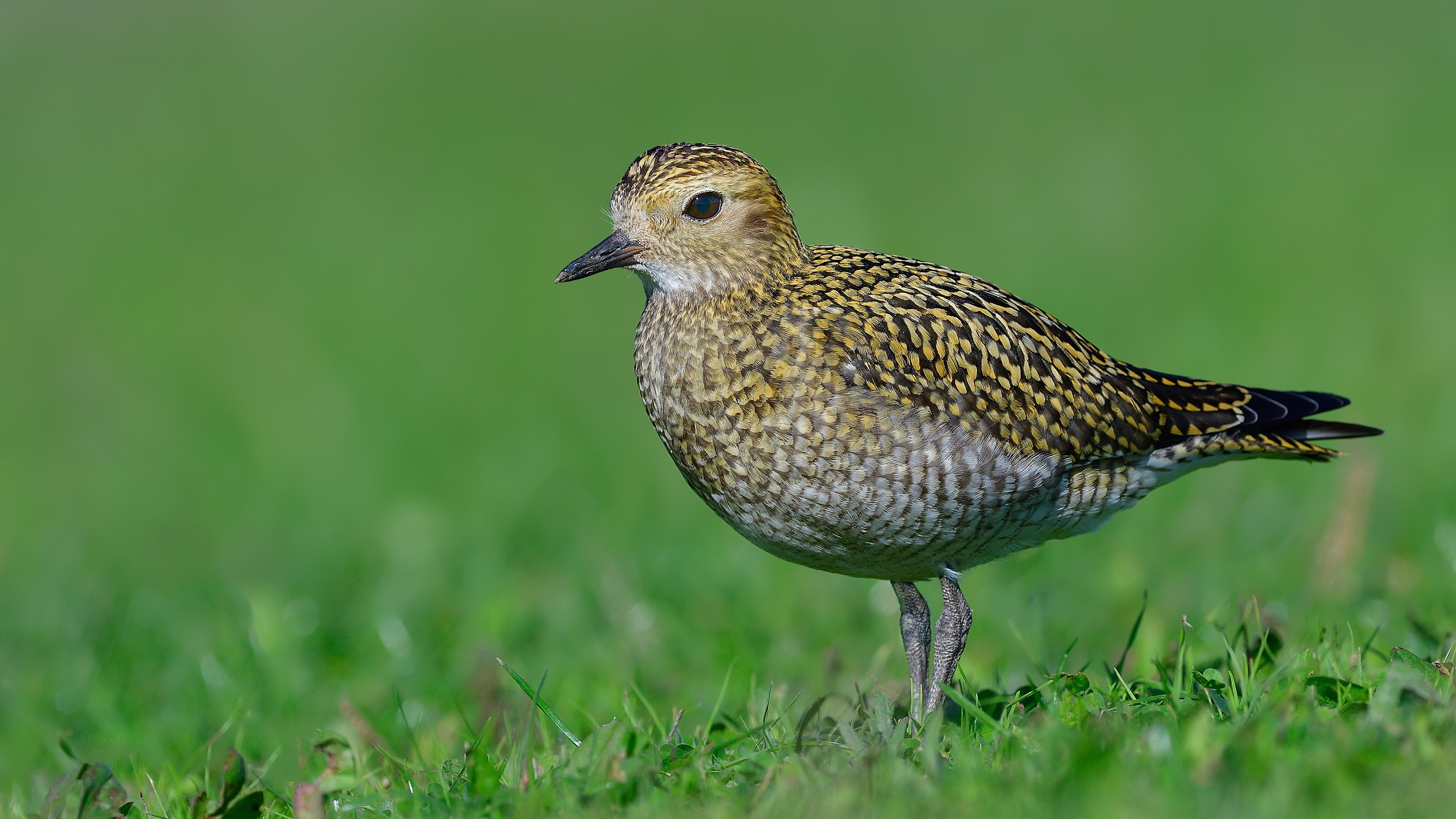 Altın yağmurcun » European Golden Plover » Pluvialis apricaria