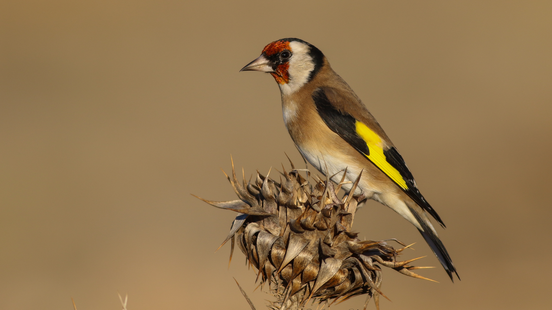 Saka » European Goldfinch » Carduelis carduelis