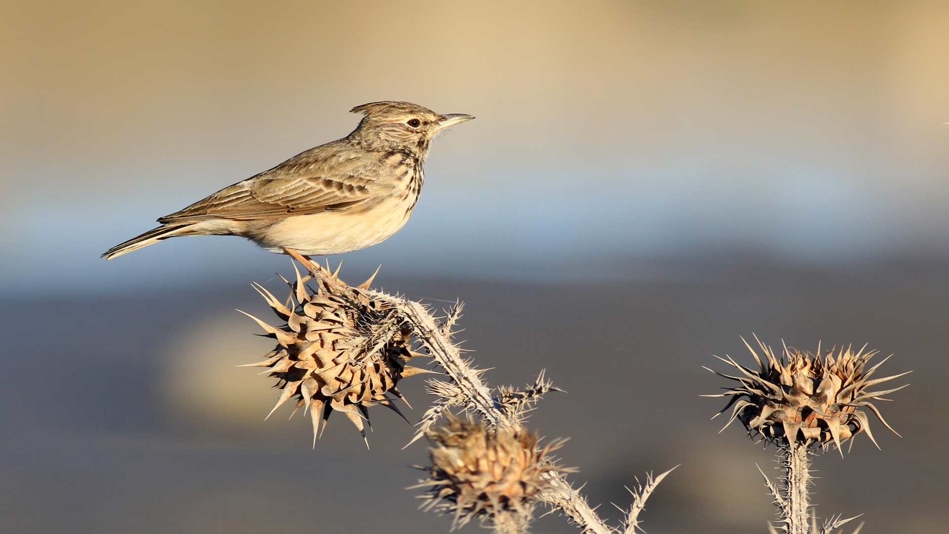 Tepeli toygar » Crested Lark » Galerida cristata