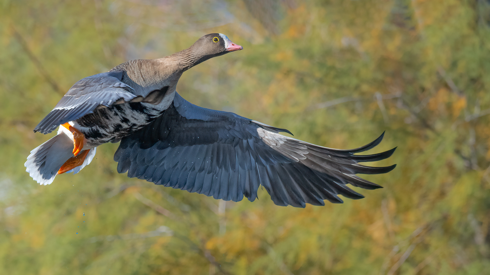 Küçük sakarca » Lesser White-fronted Goose » Anser erythropus