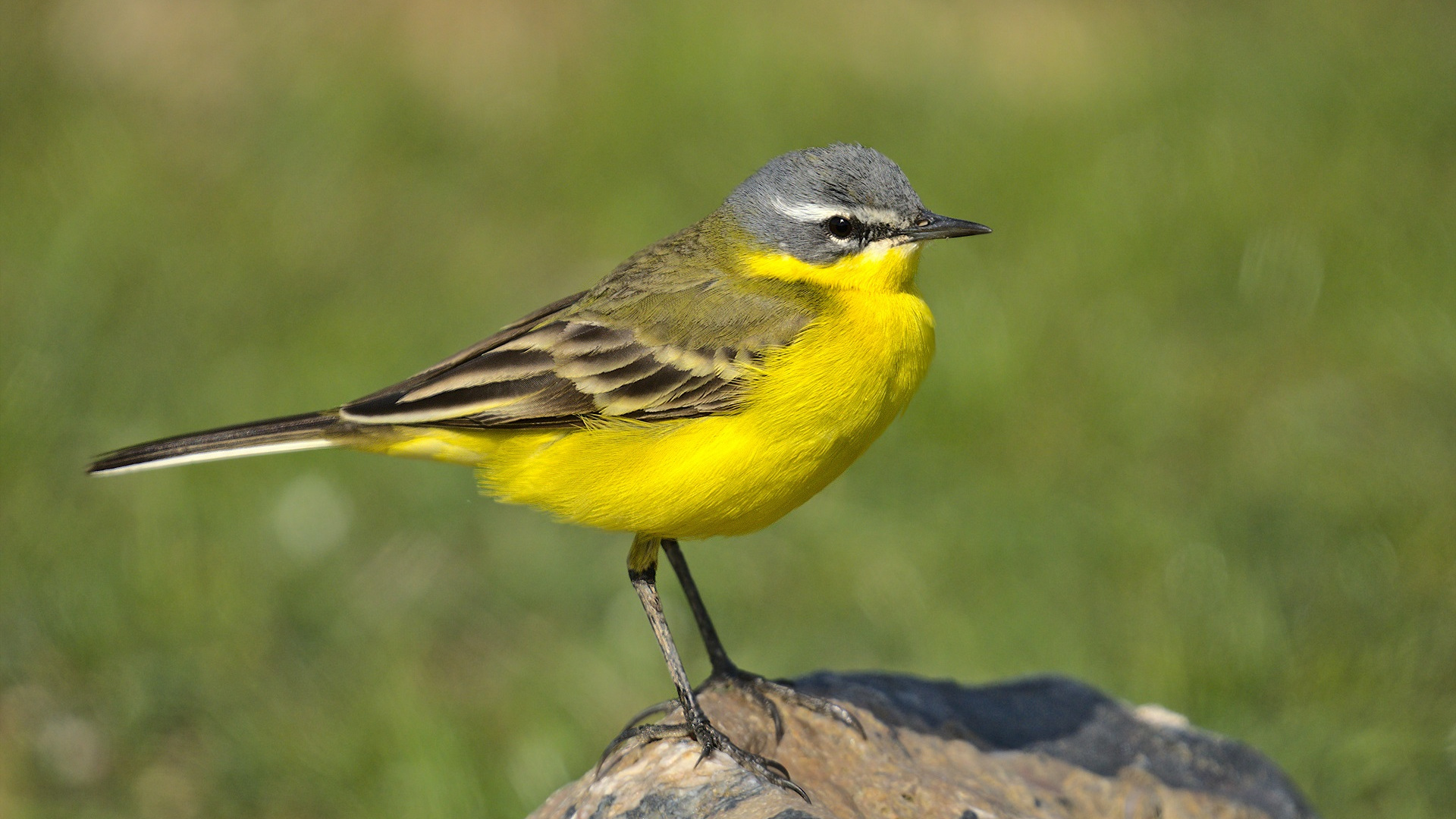 Sarı kuyruksallayan » Western Yellow Wagtail » Motacilla flava