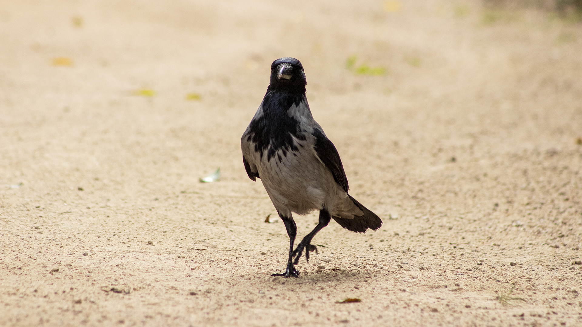 Leş kargası » Hooded Crow » Corvus cornix