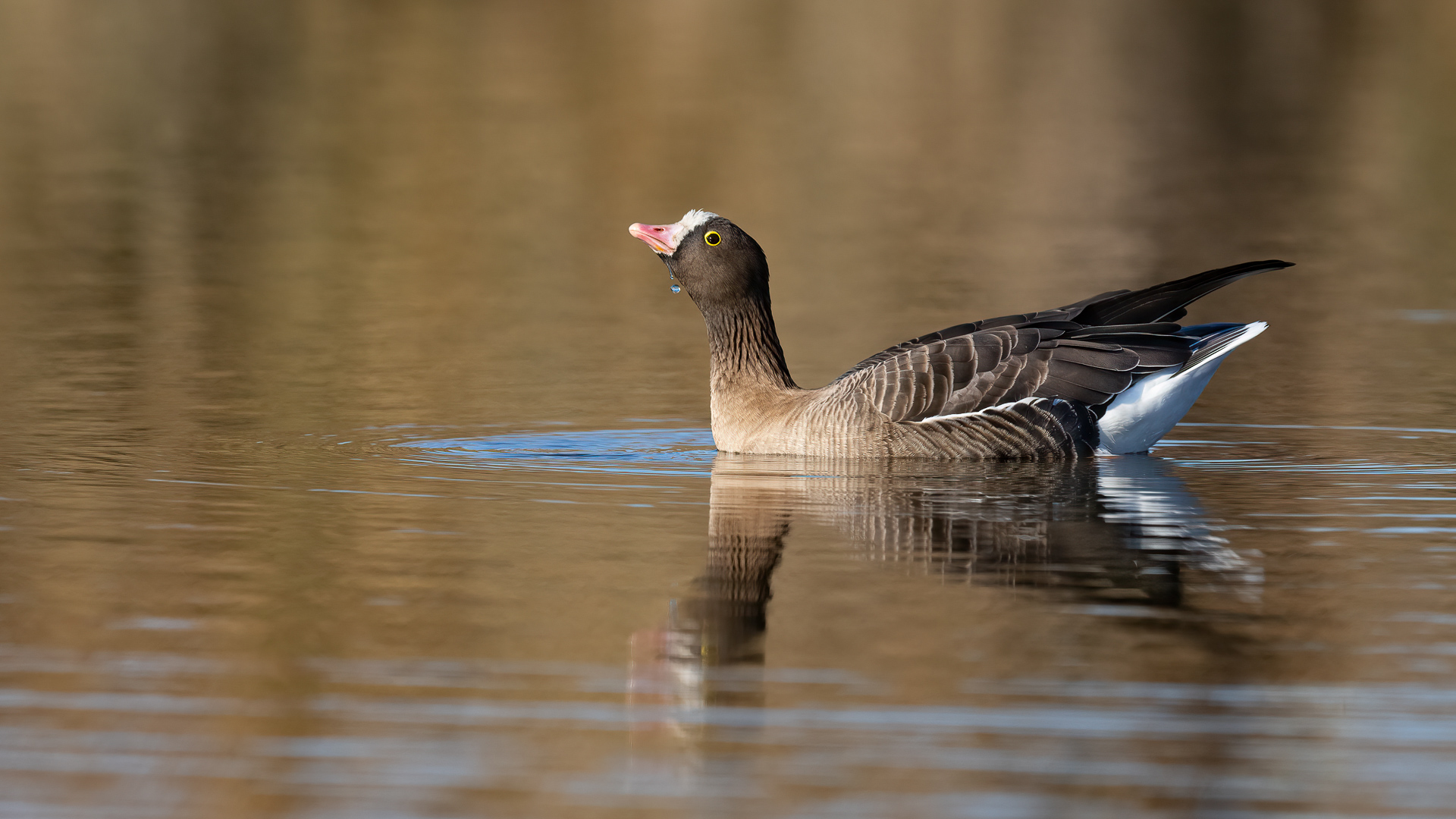 Küçük sakarca » Lesser White-fronted Goose » Anser erythropus