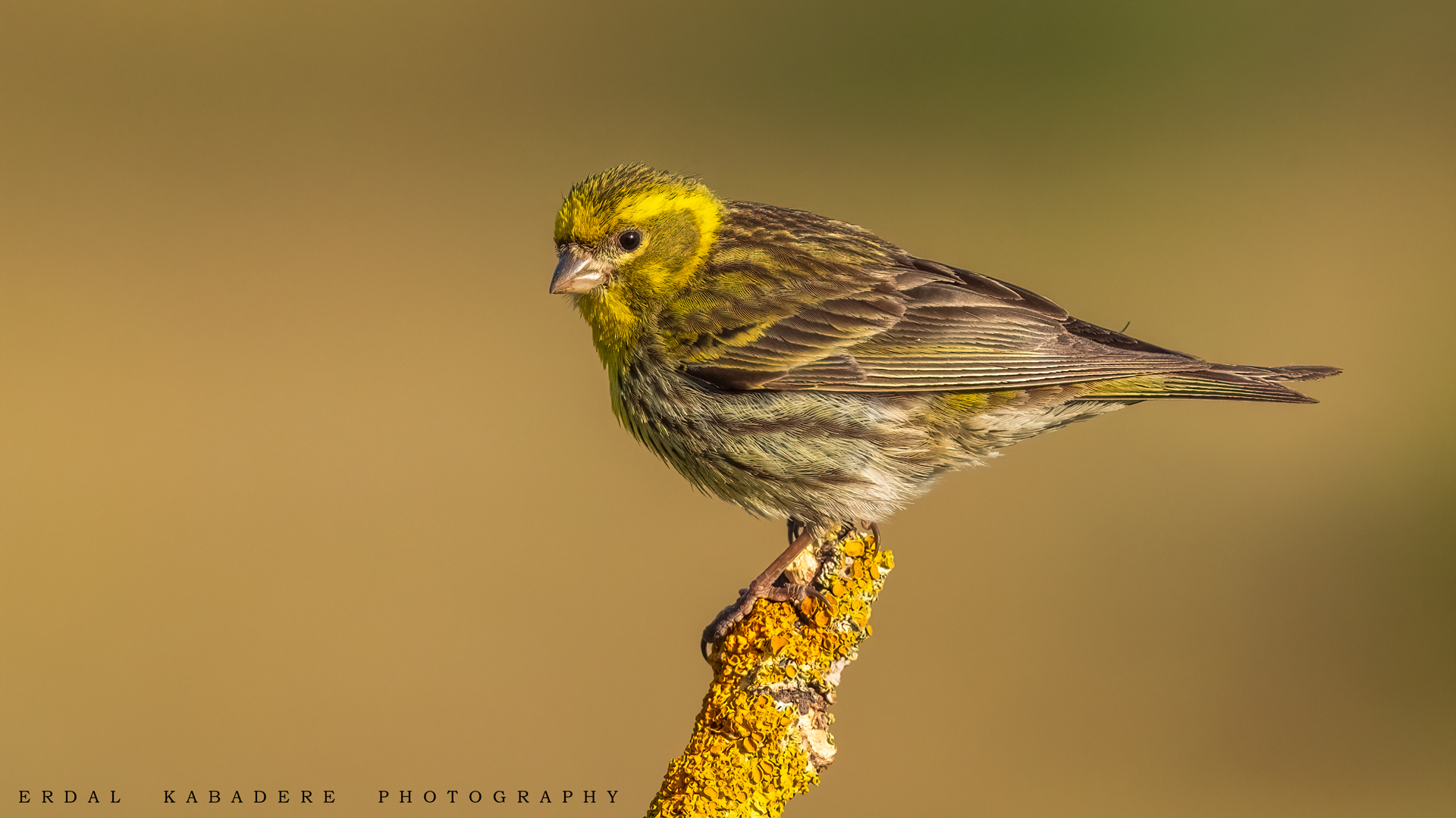 Küçük iskete » European Serin » Serinus serinus