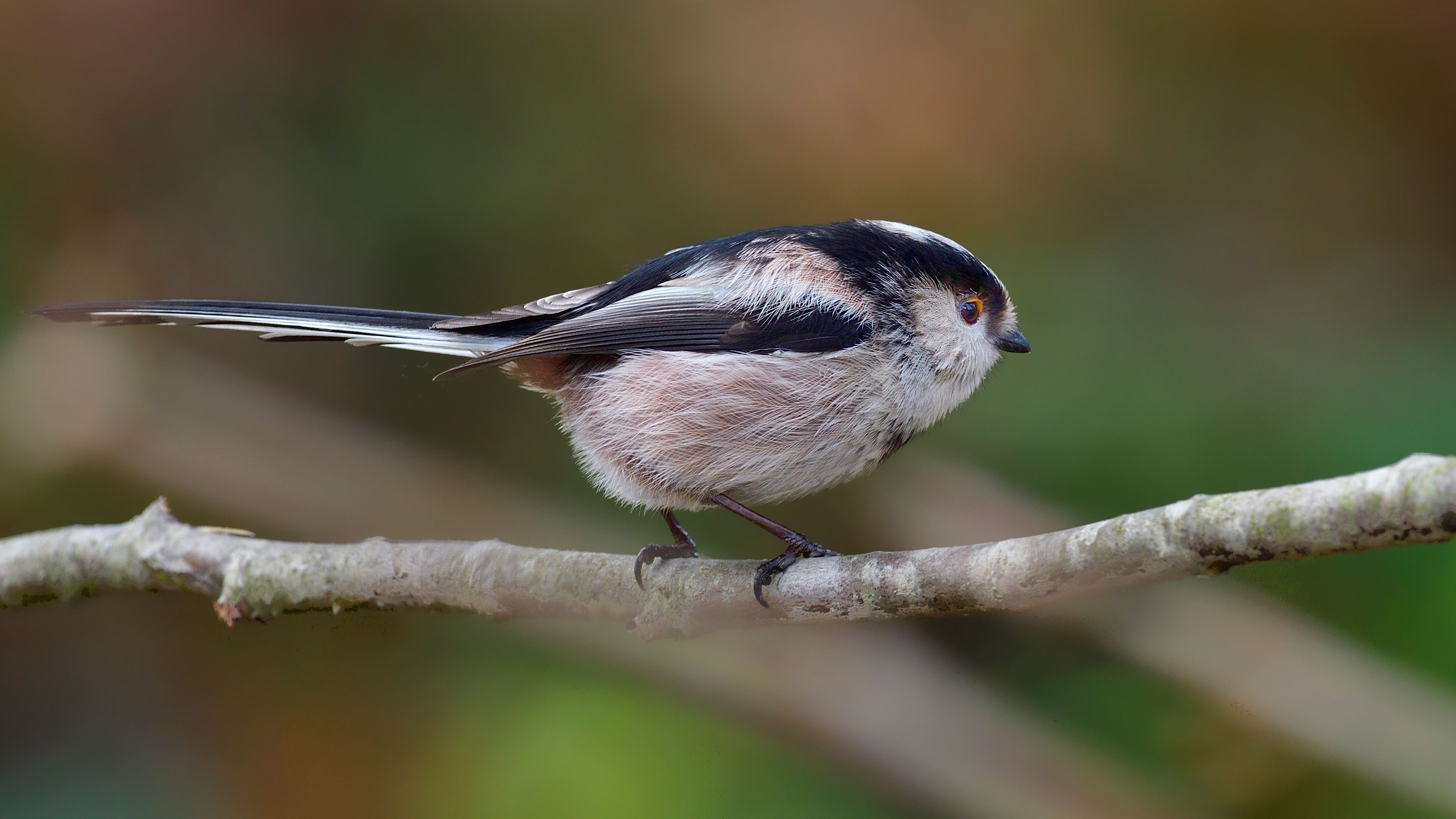 Uzunkuyruklu baştankara » Long-tailed Tit » Aegithalos caudatus