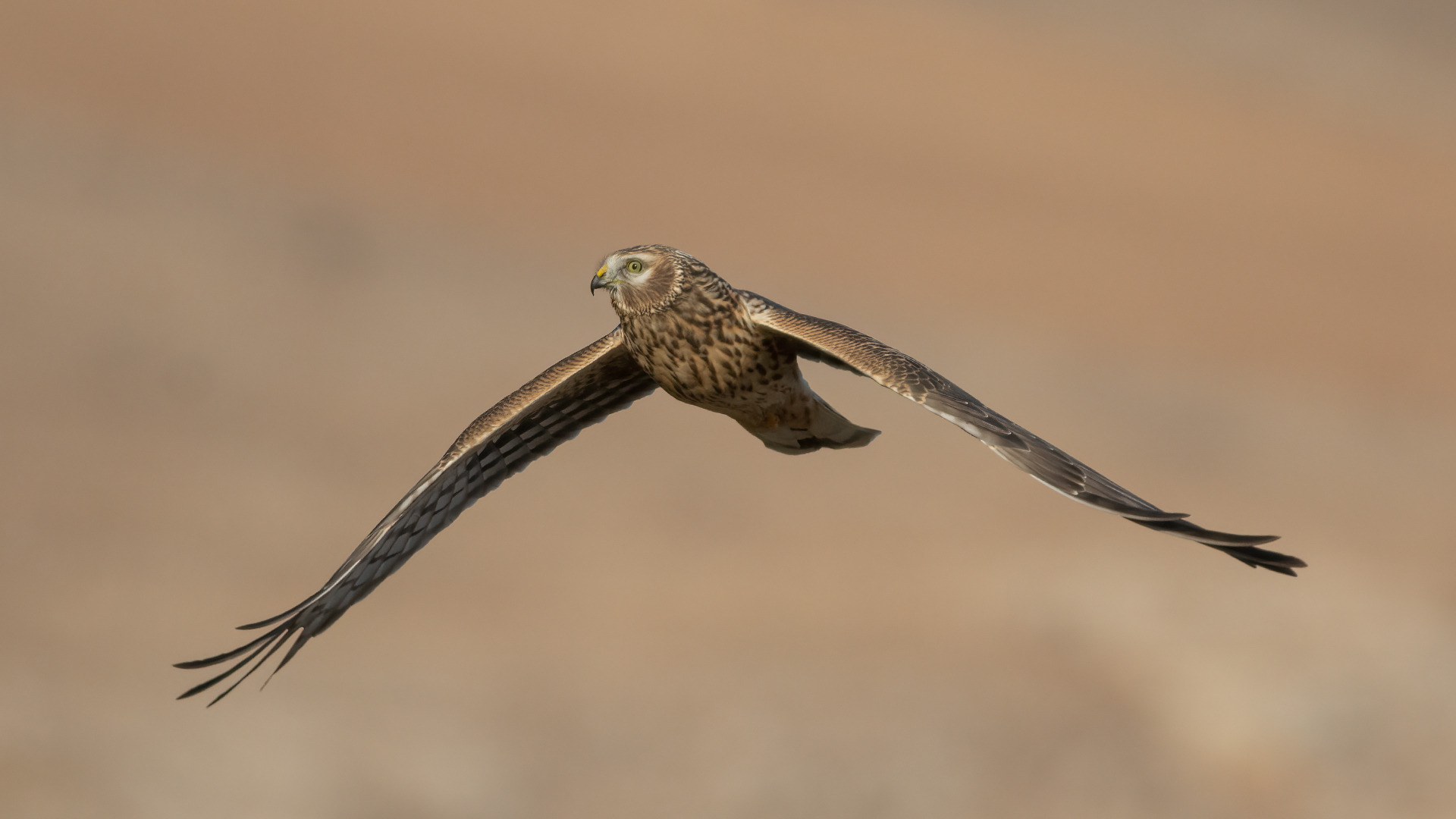 Gökçe delice » Hen Harrier » Circus cyaneus