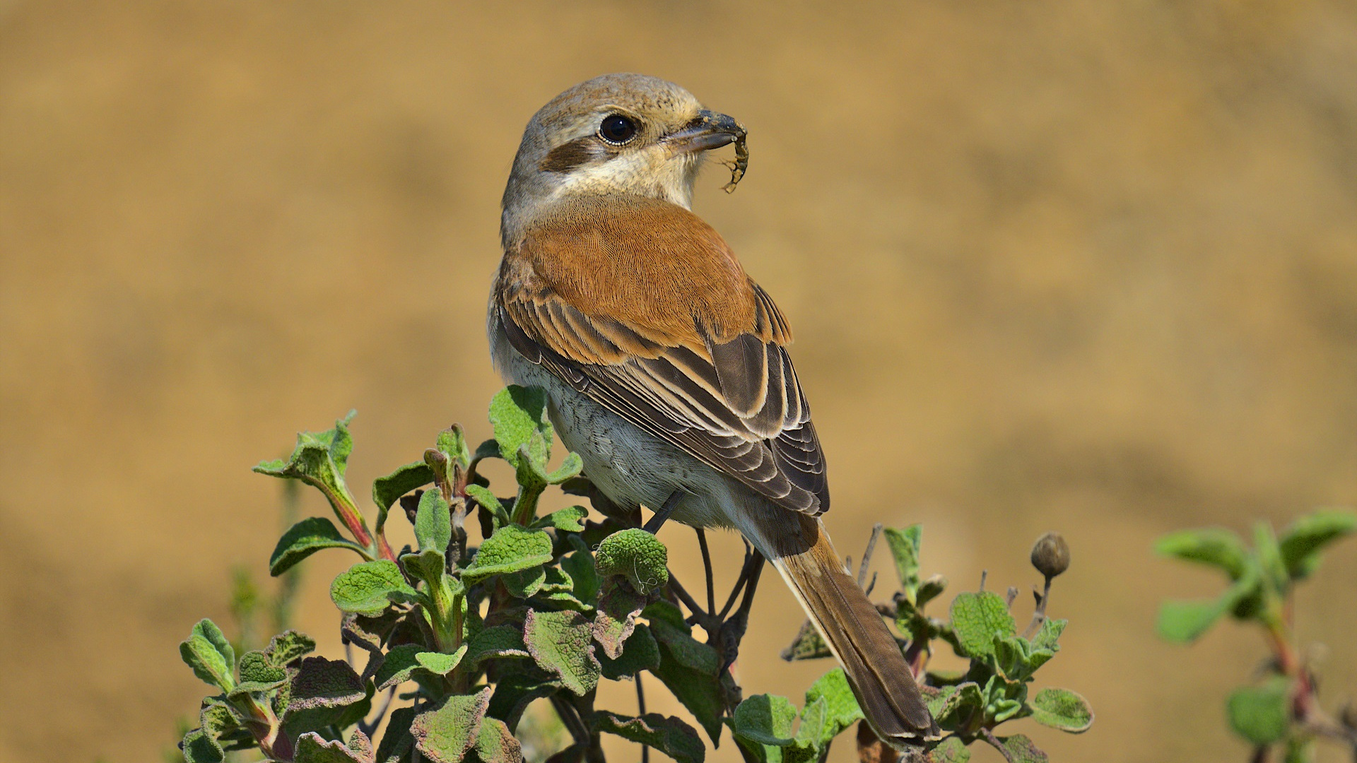 Kızılsırtlı örümcekkuşu » Red-backed Shrike » Lanius collurio