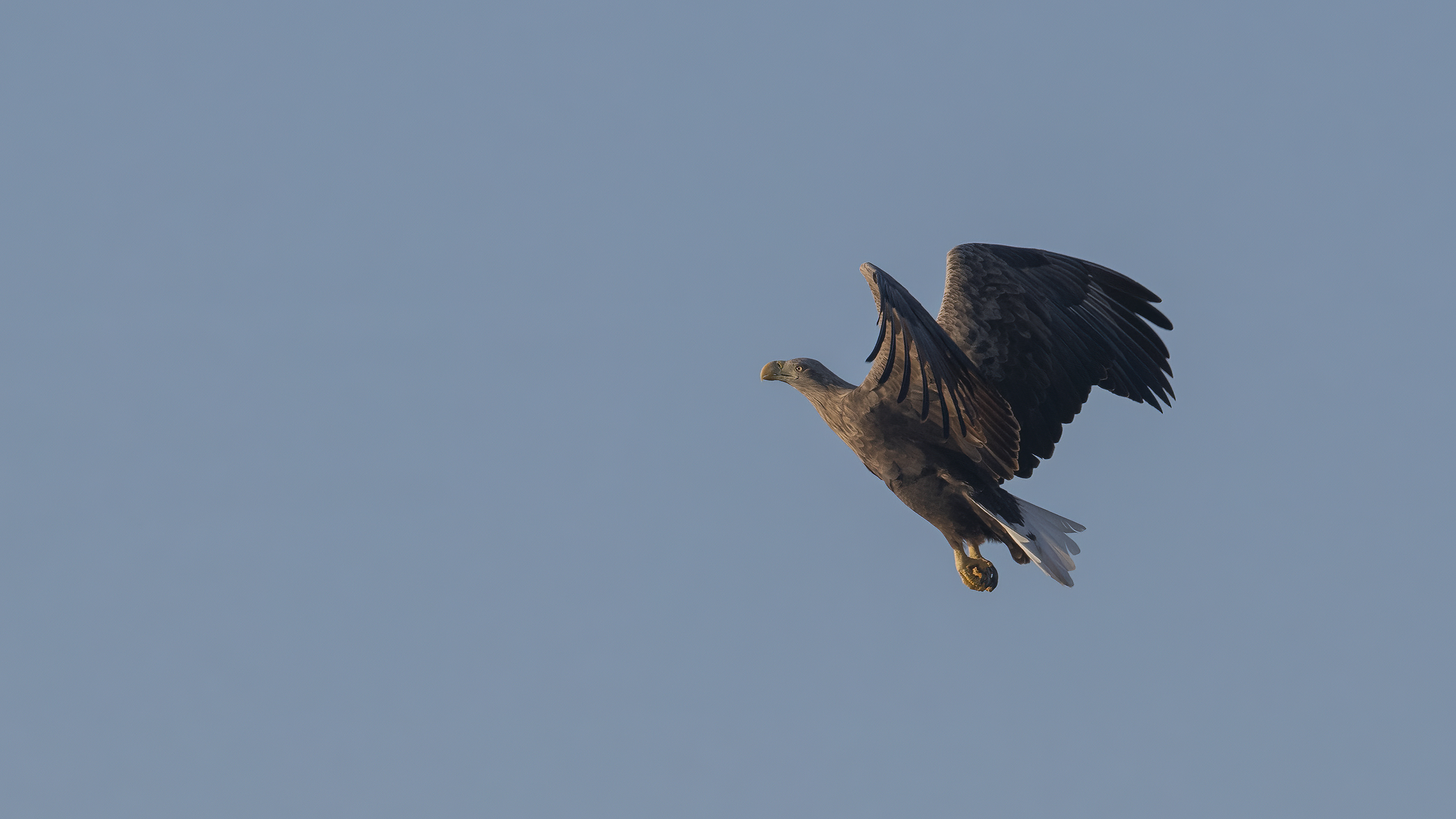 Akkuyruklu kartal » White-tailed Eagle » Haliaeetus albicilla