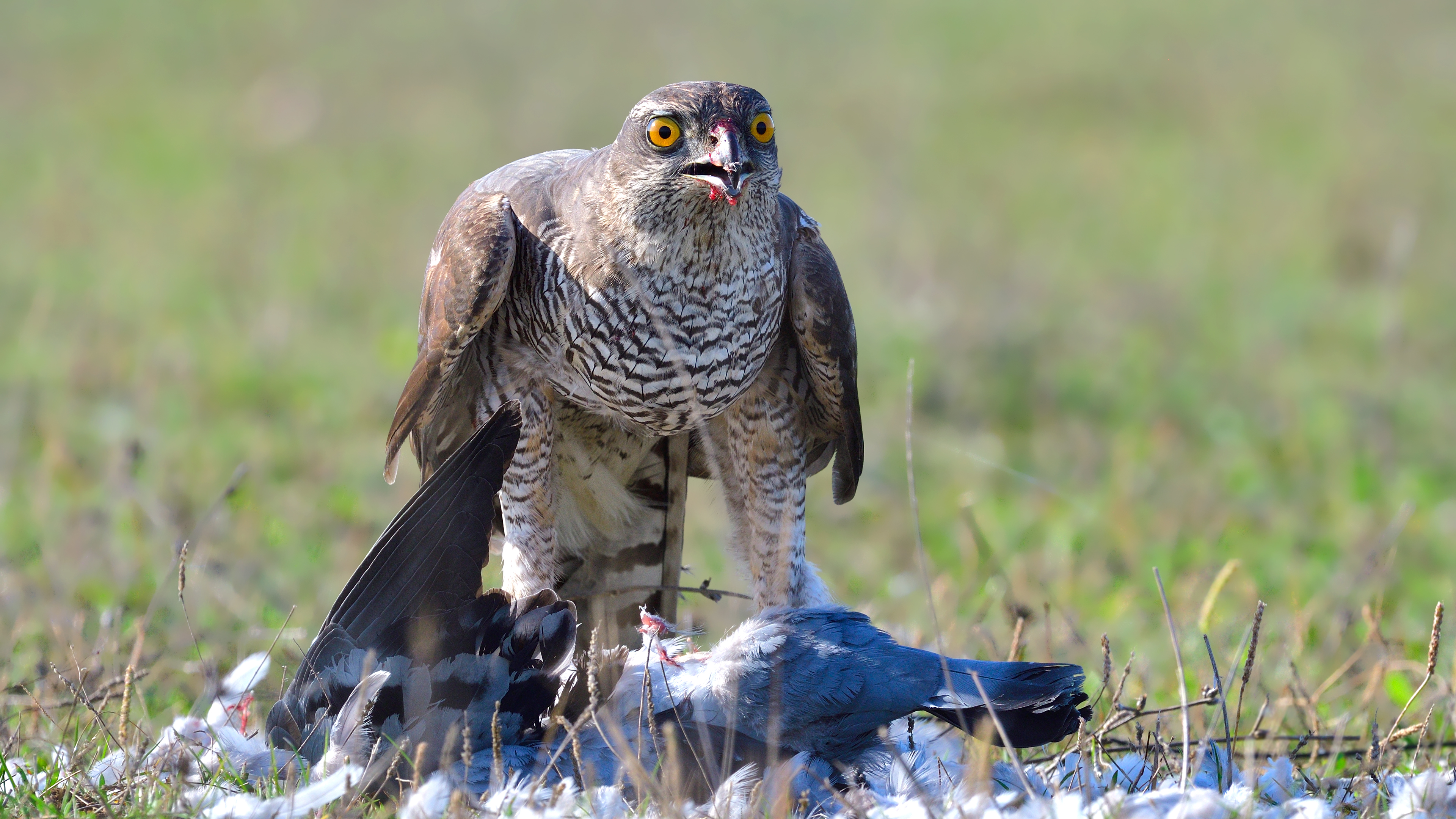 Atmaca » Eurasian Sparrowhawk » Accipiter nisus