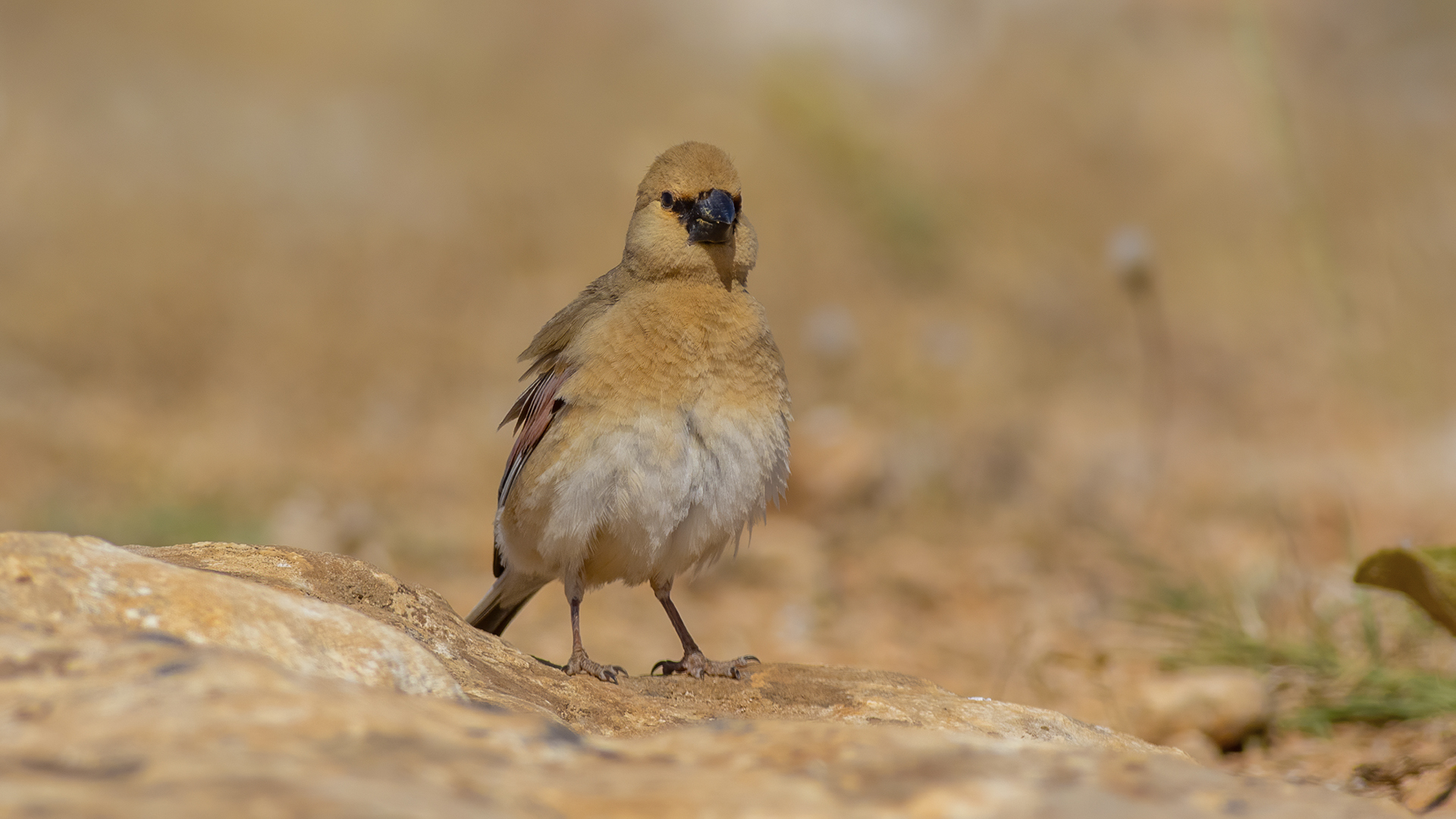 Boz alamecek » Desert Finch » Rhodospiza obsoleta