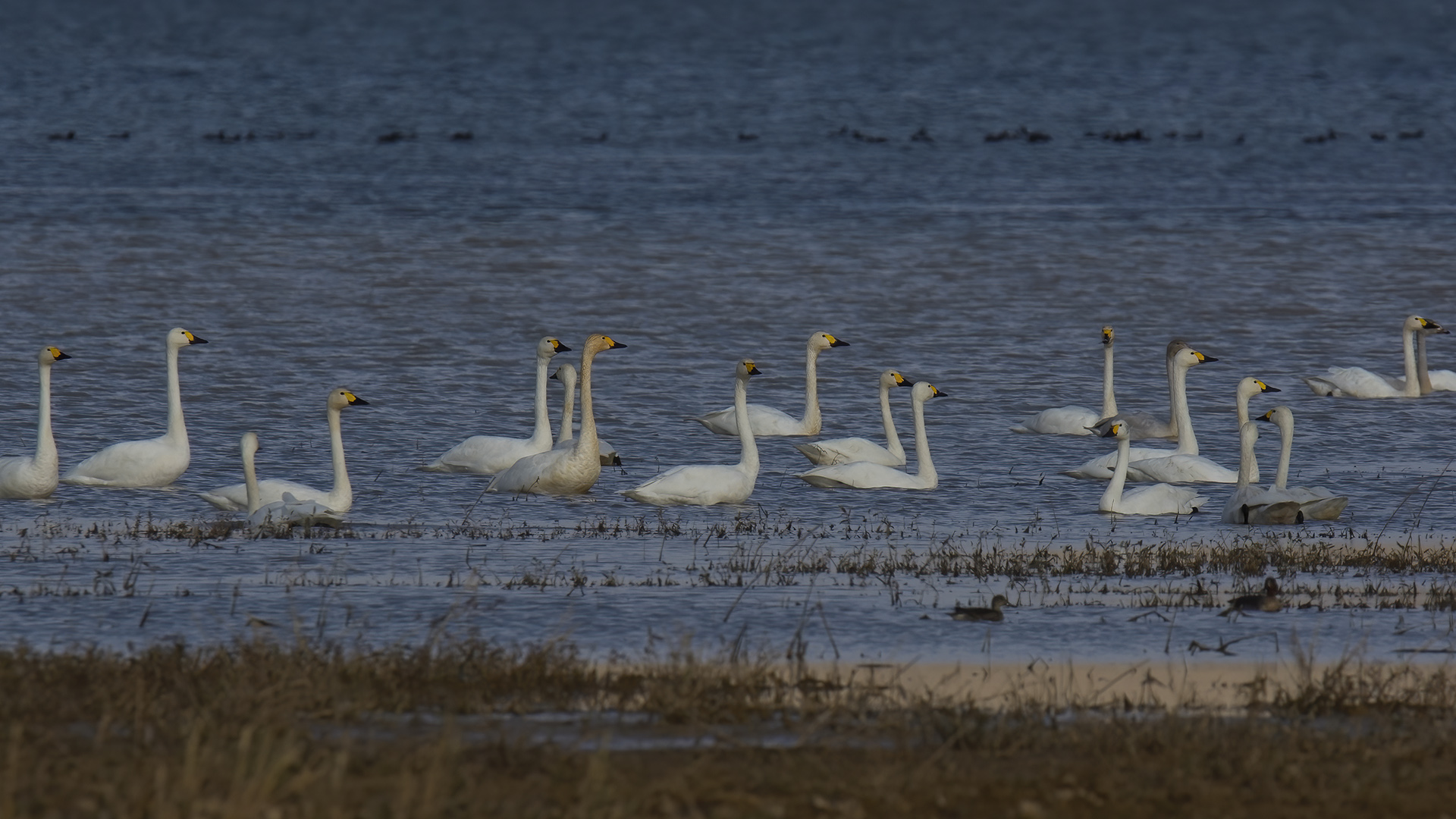 Küçük kuğu » Tundra Swan » Cygnus columbianus