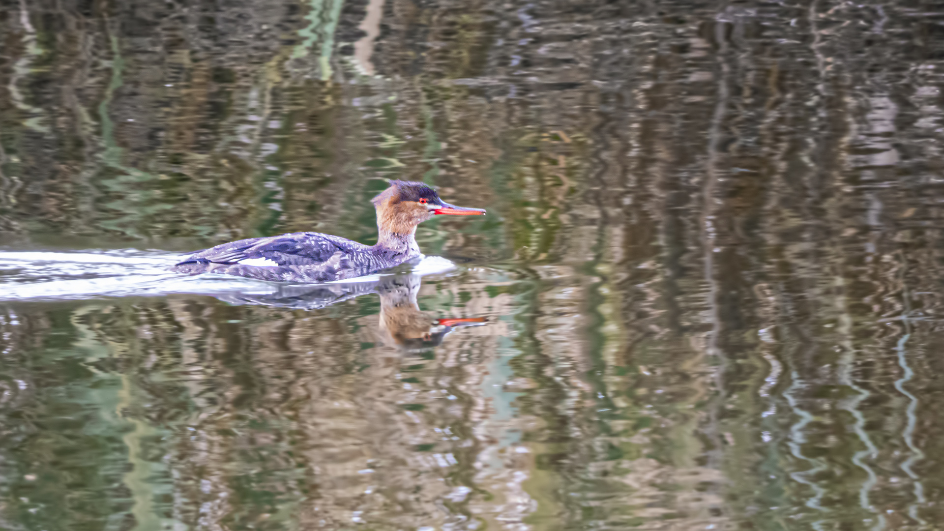 Tarakdiş » Red-breasted Merganser » Mergus serrator