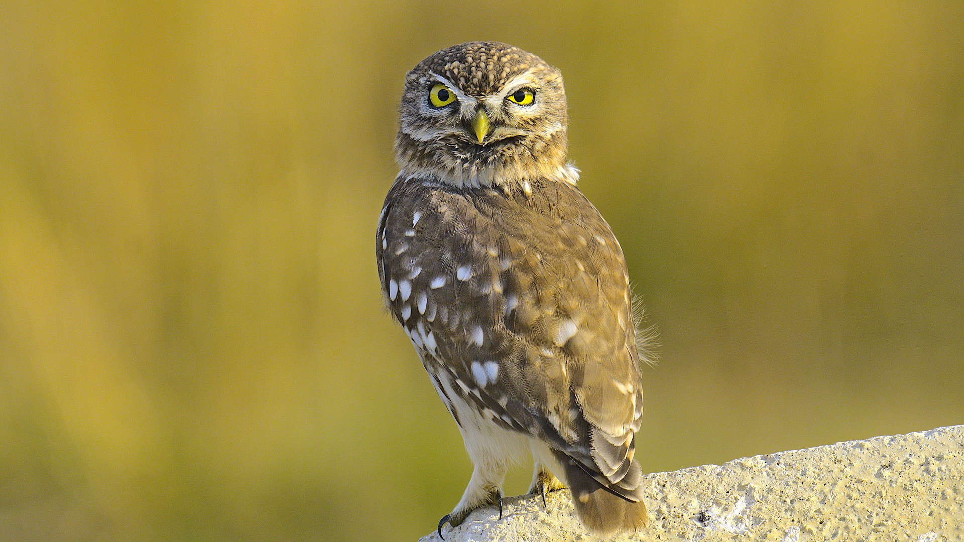 Kukumav » Little Owl » Athene noctua