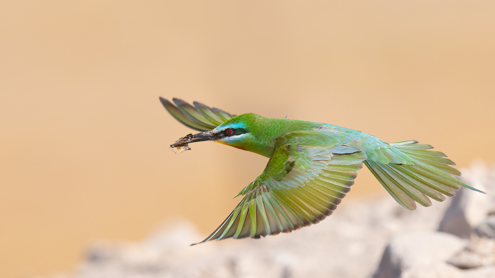 Yeşil arıkuşu » Blue-cheeked Bee-eater » Merops persicus