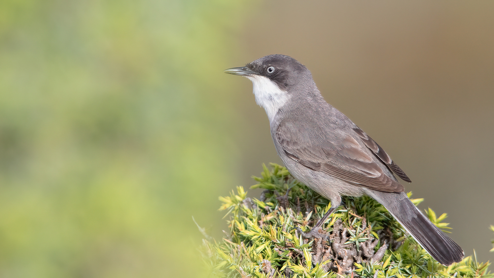 Akgözlü ötleğen » Eastern Orphean Warbler » Sylvia crassirostris