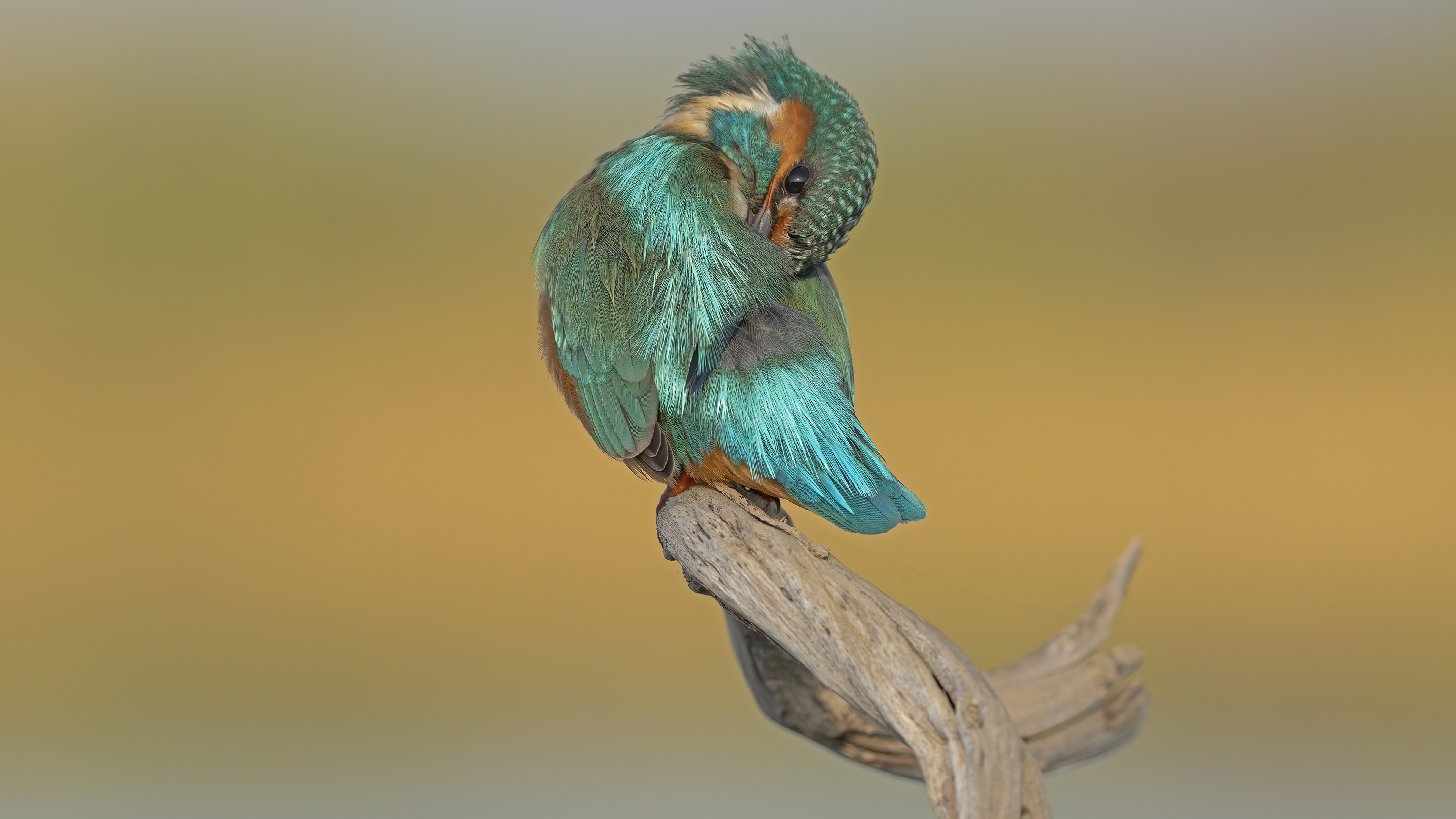 Yalıçapkını » Common Kingfisher » Alcedo atthis