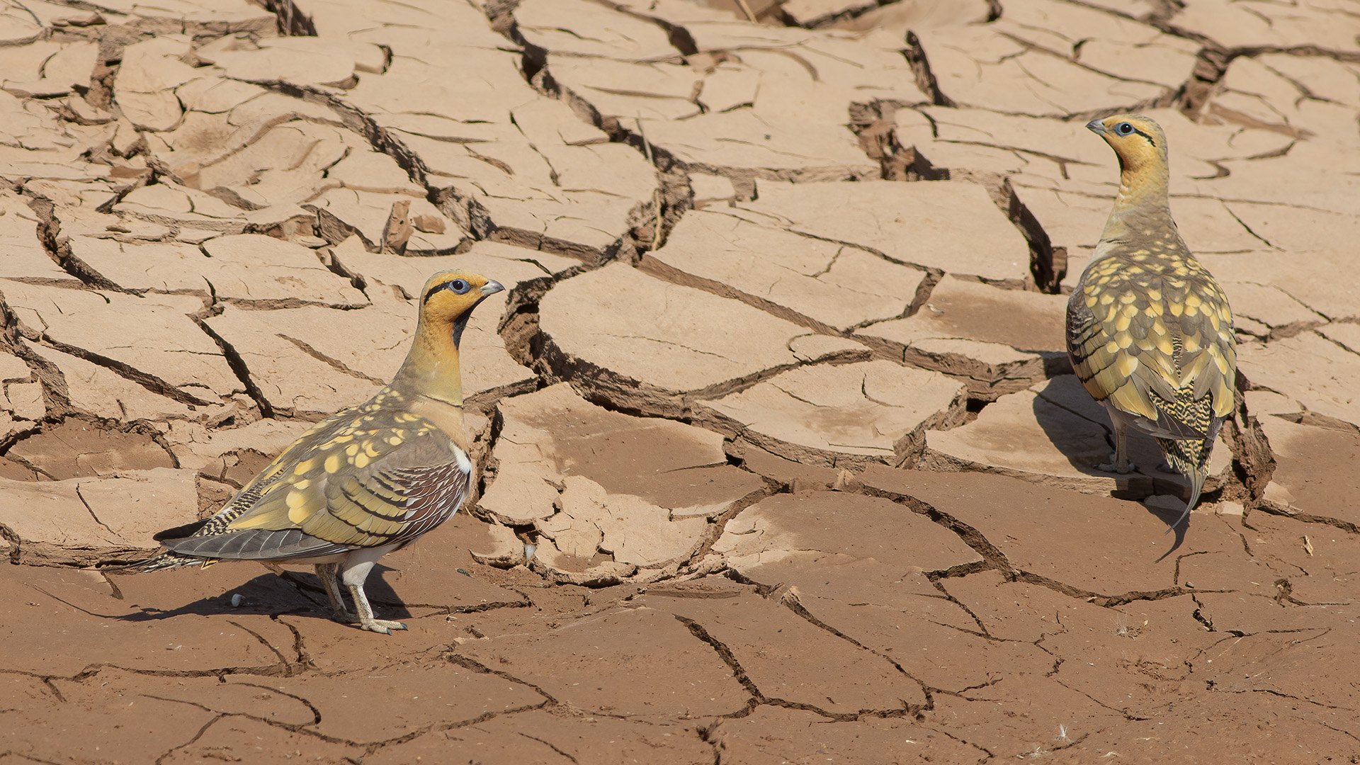 Kılkuyruk bağırtlak » Pin-tailed Sandgrouse » Pterocles alchata