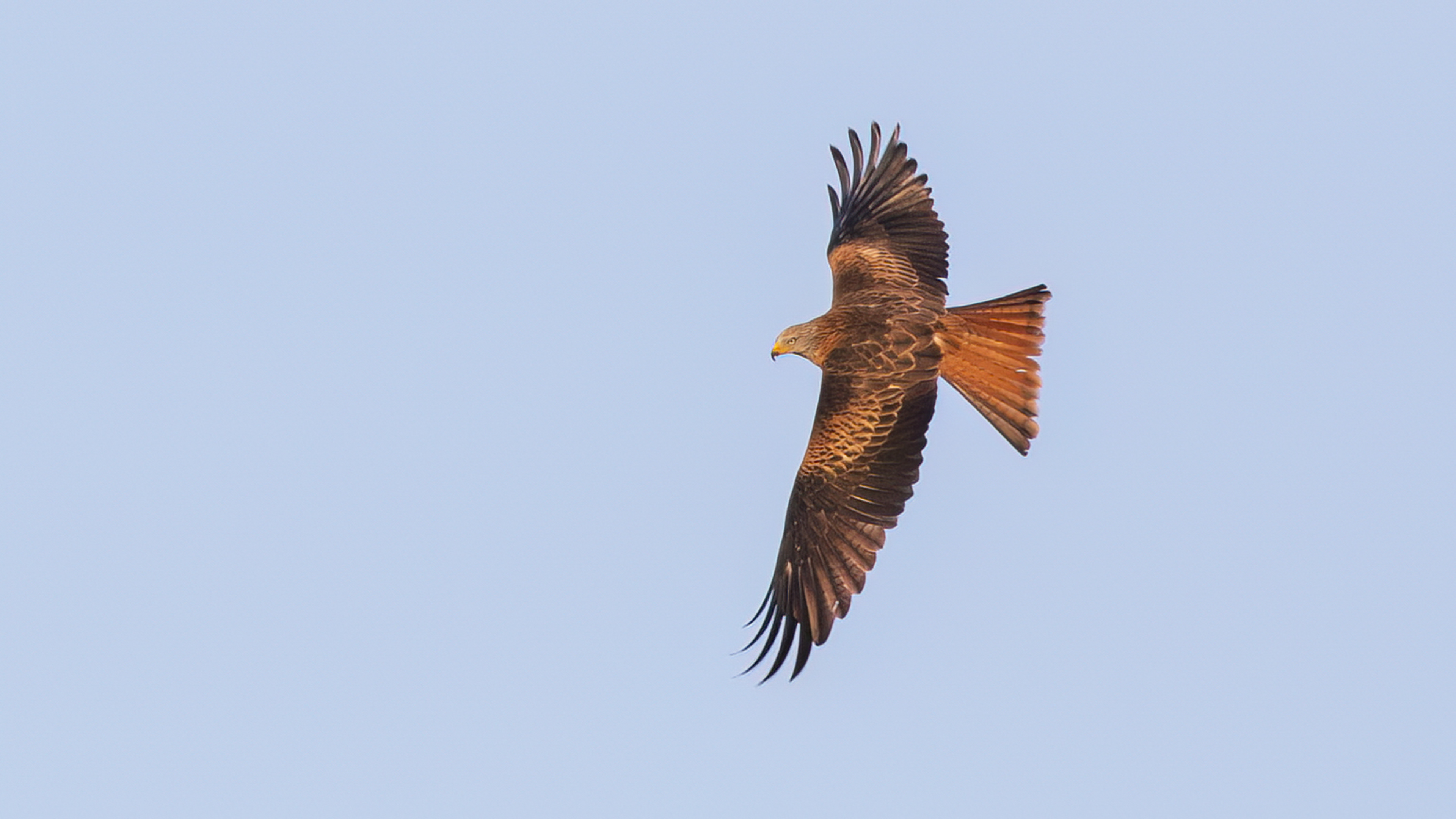 Kızıl çaylak » Red Kite » Milvus milvus