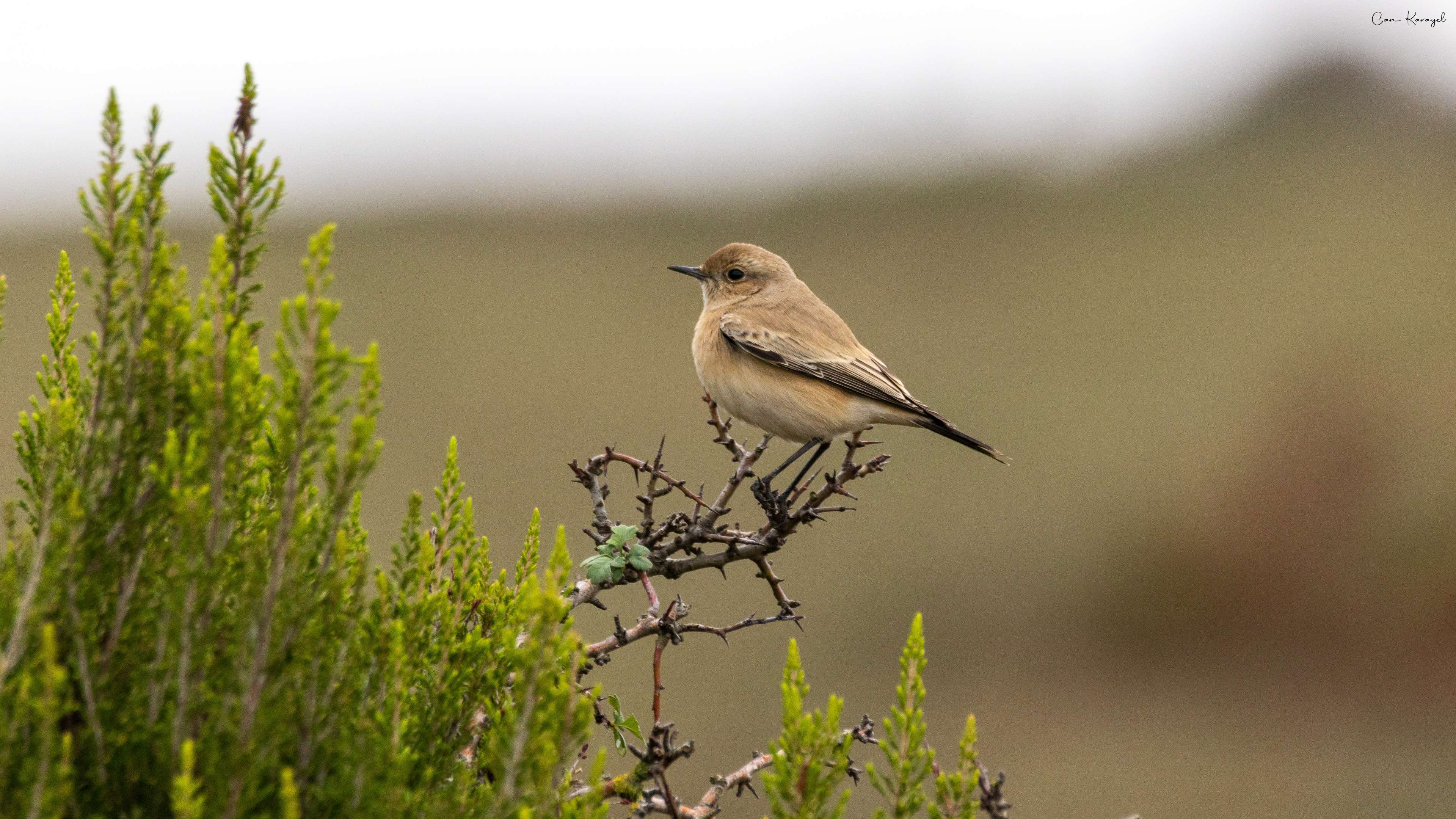 Çöl kuyrukkakanı » Desert Wheatear » Oenanthe deserti