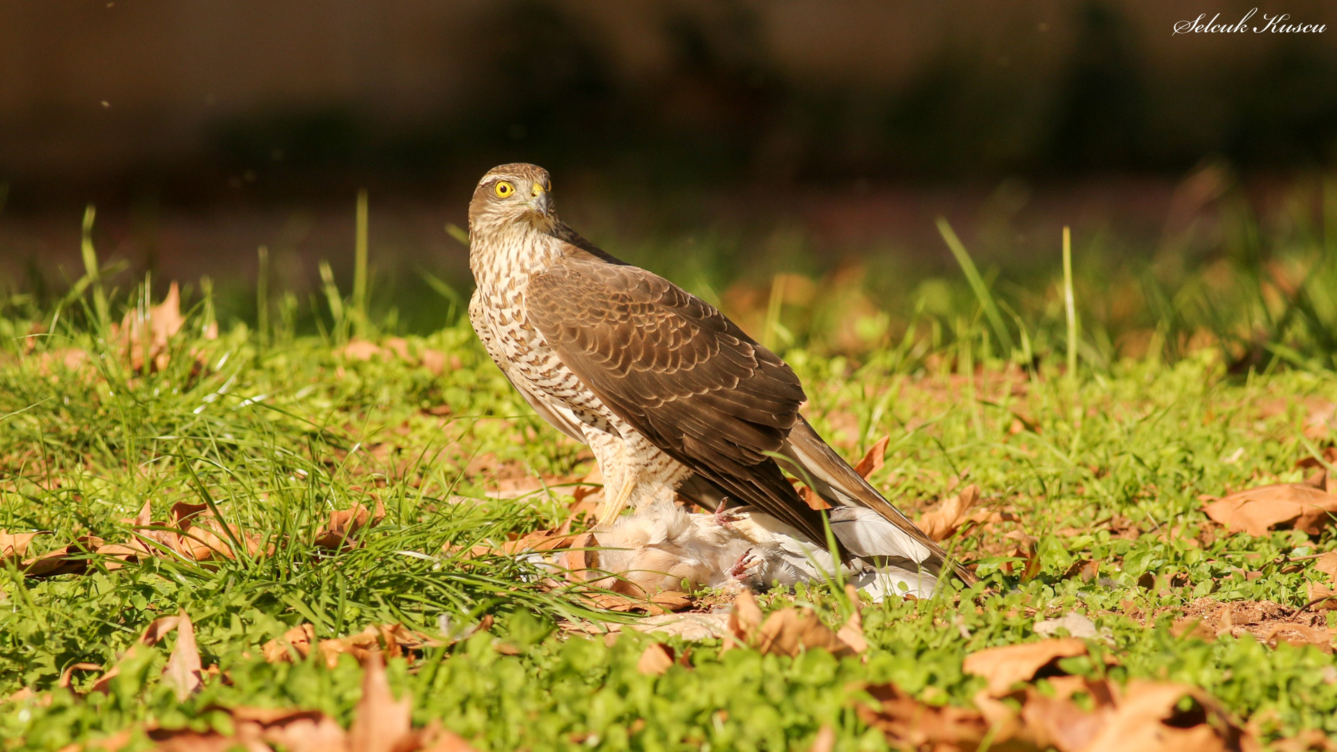 Atmaca » Eurasian Sparrowhawk » Accipiter nisus