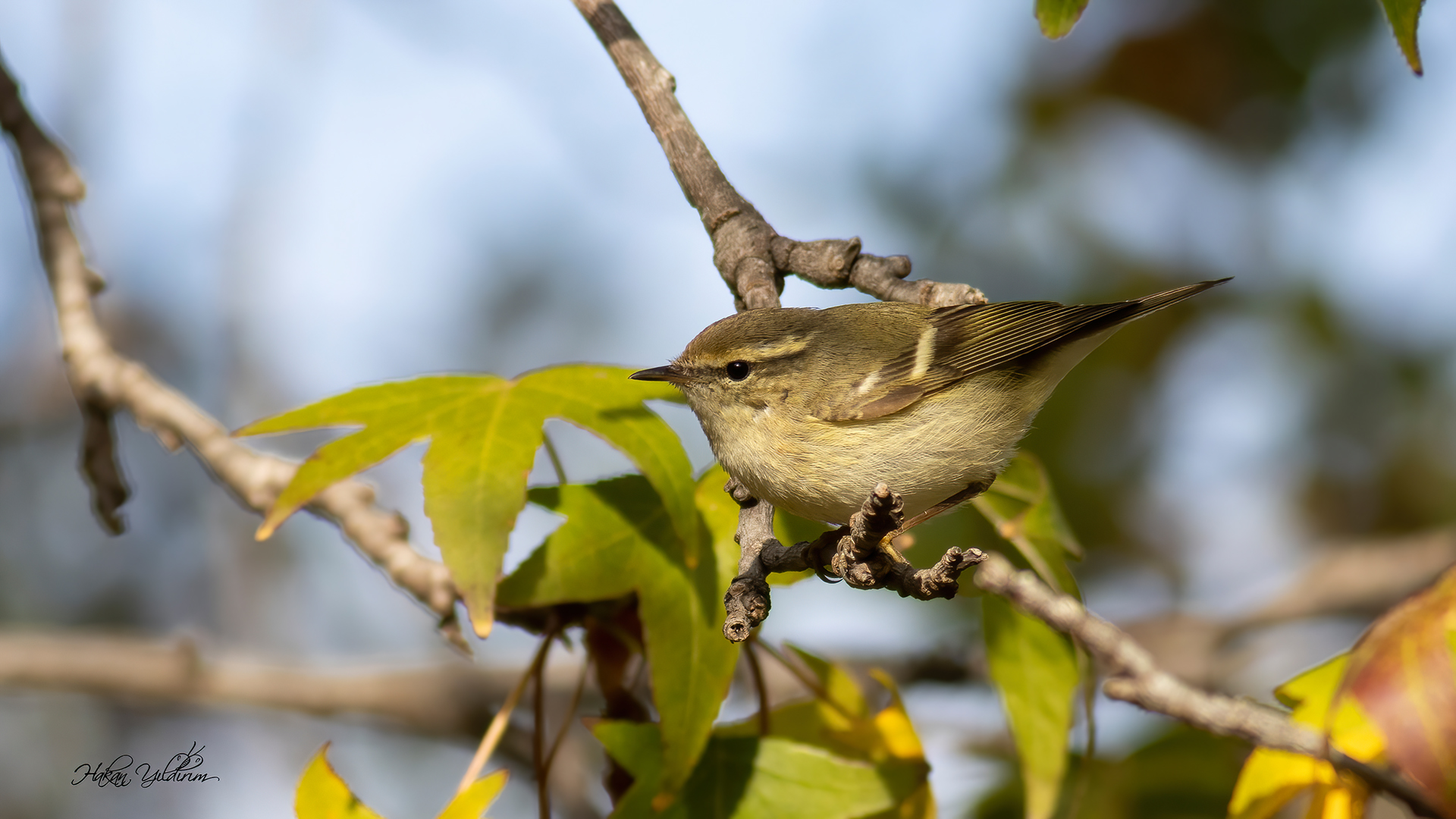 Akkaşlı çıvgın » Hume`s Leaf Warbler » Phylloscopus humei