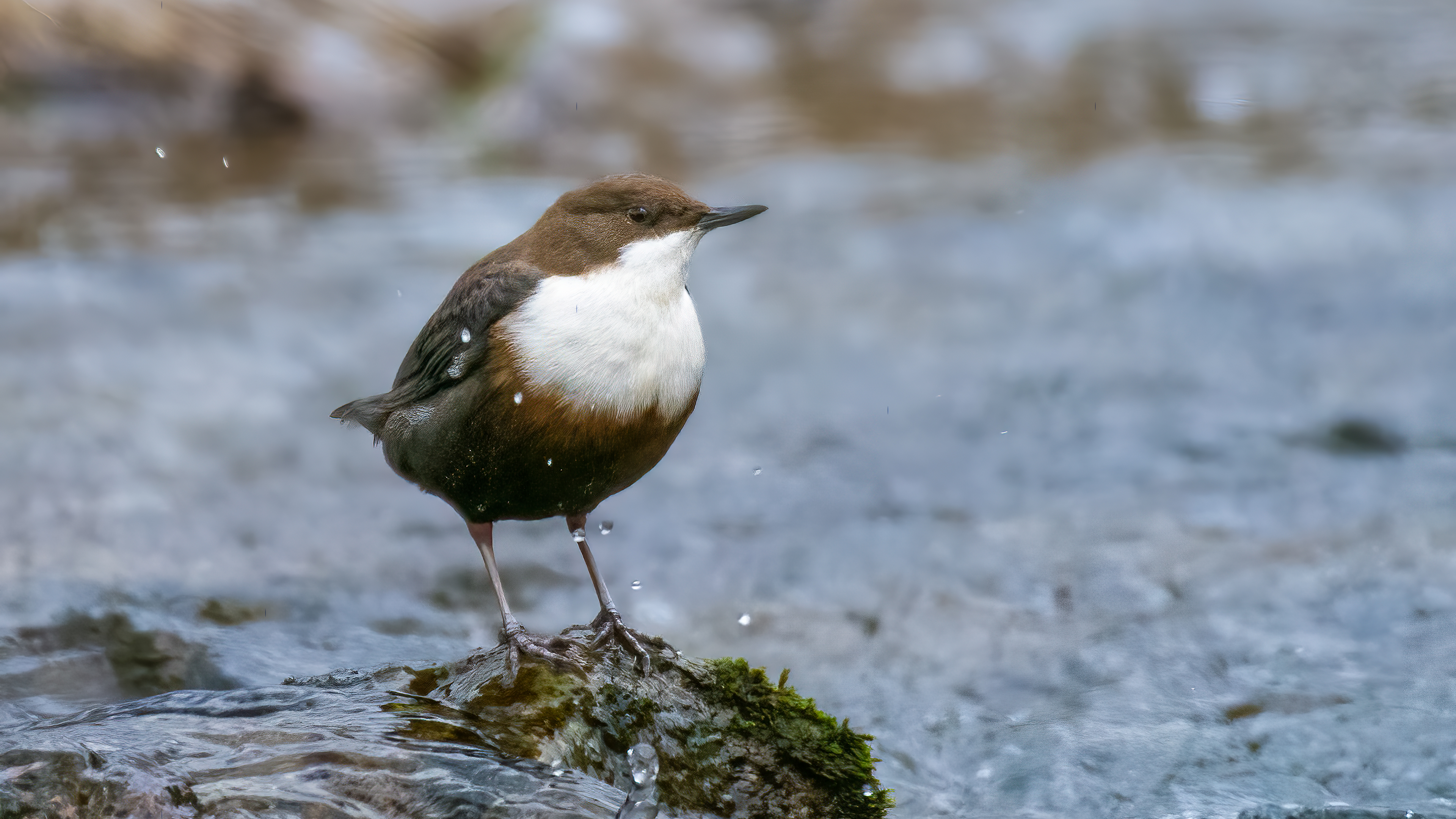 Derekuşu » White-throated Dipper » Cinclus cinclus