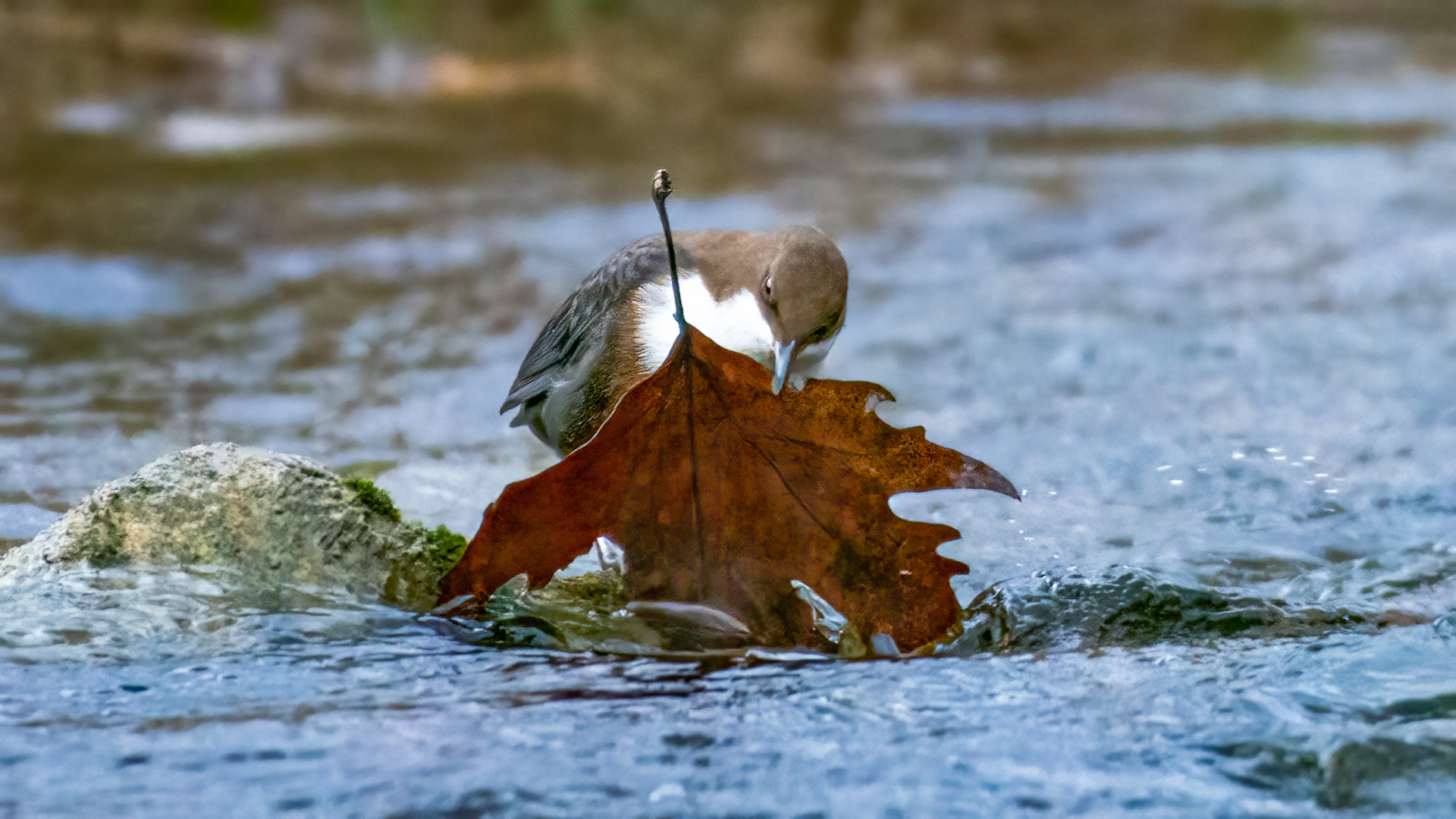 Derekuşu » White-throated Dipper » Cinclus cinclus