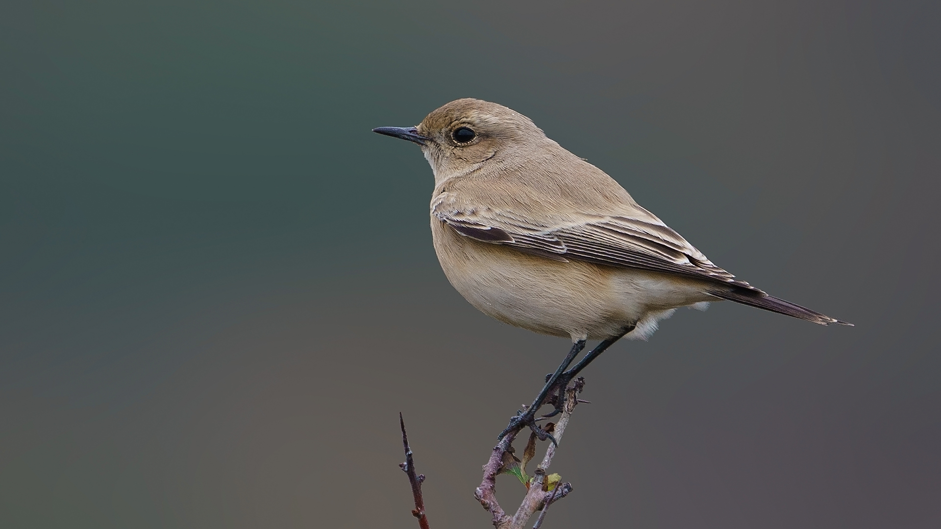 Çöl kuyrukkakanı » Desert Wheatear » Oenanthe deserti