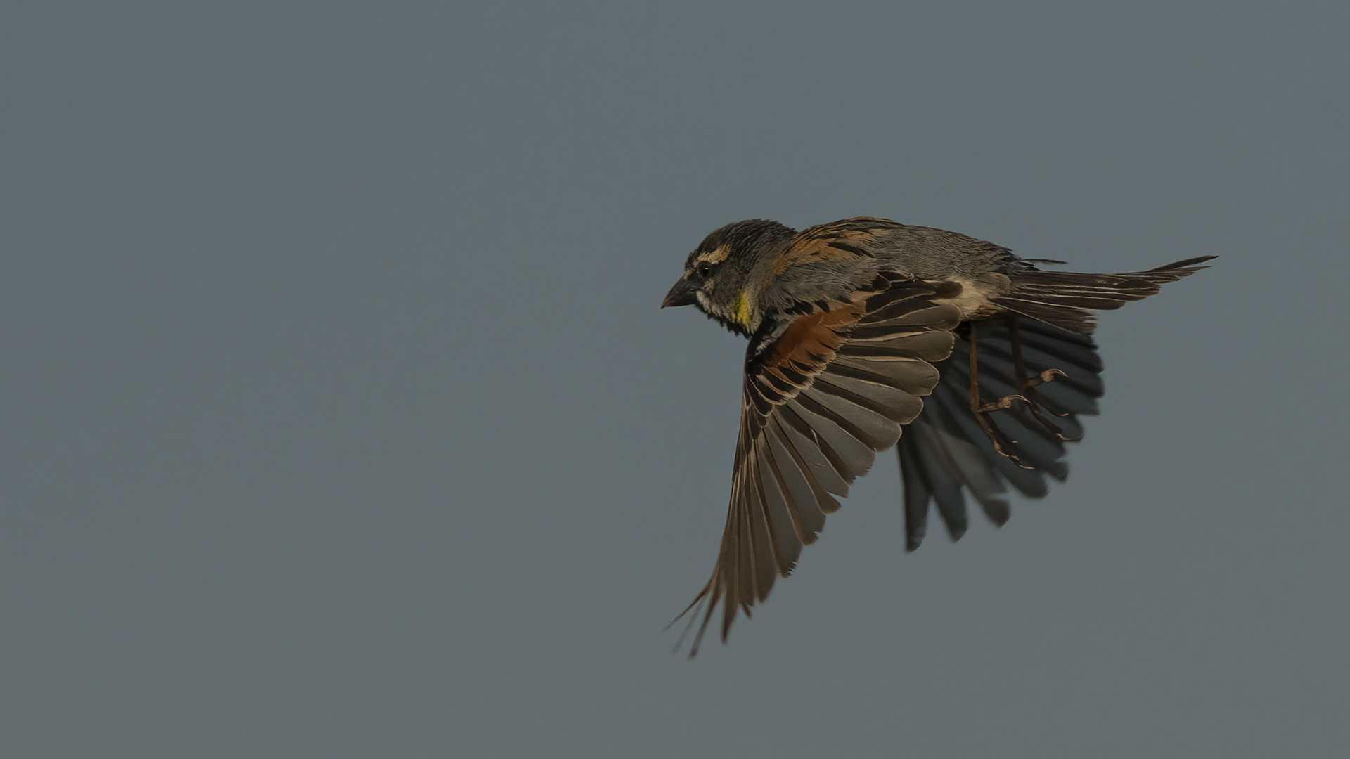 Küçük serçe » Dead Sea Sparrow » Passer moabiticus