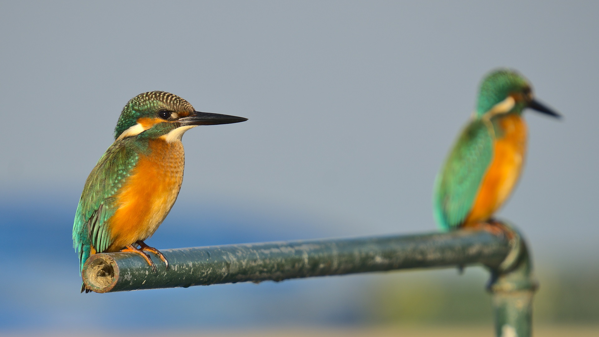 Yalıçapkını » Common Kingfisher » Alcedo atthis