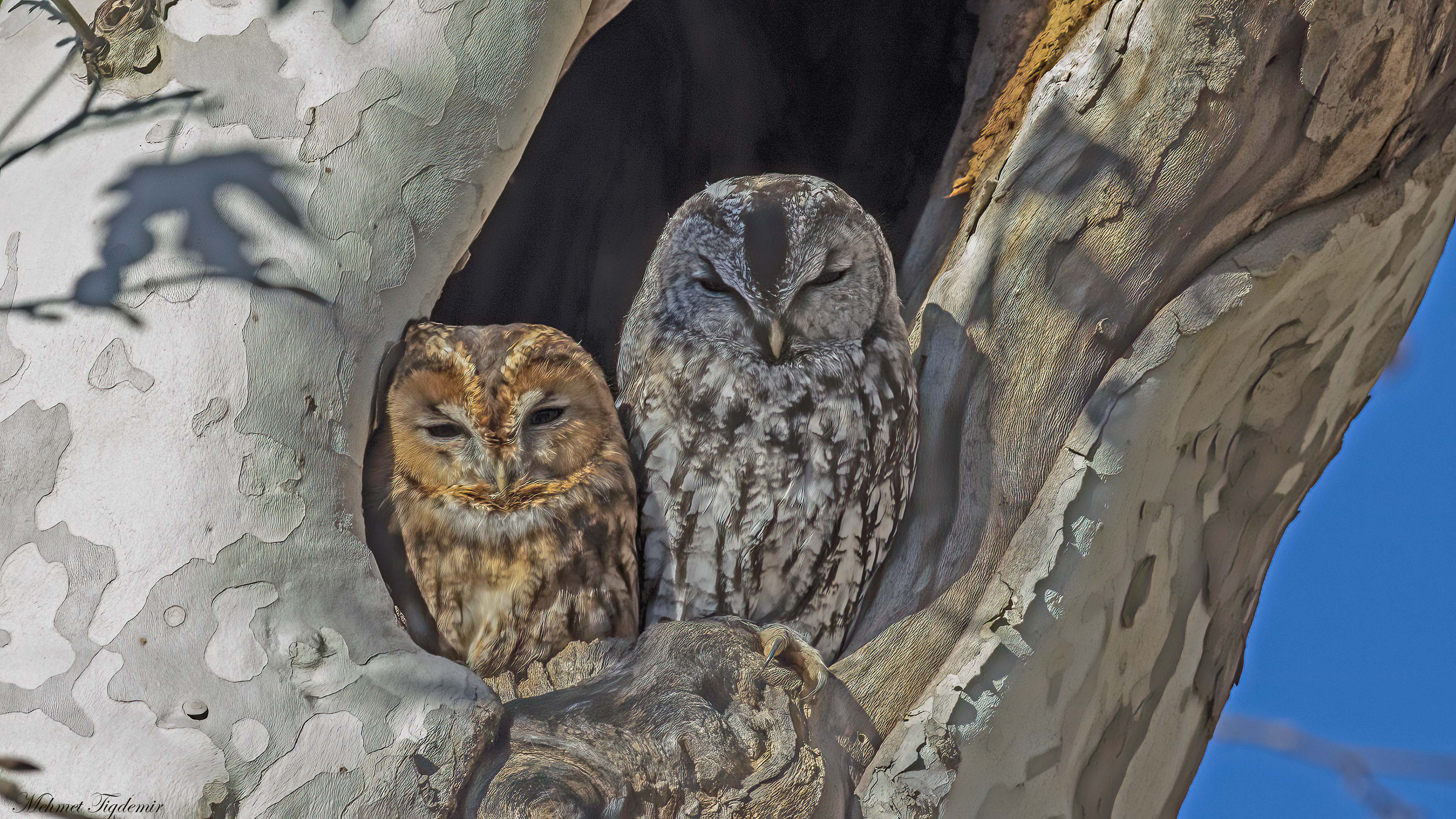 Alaca baykuş » Tawny Owl » Strix aluco