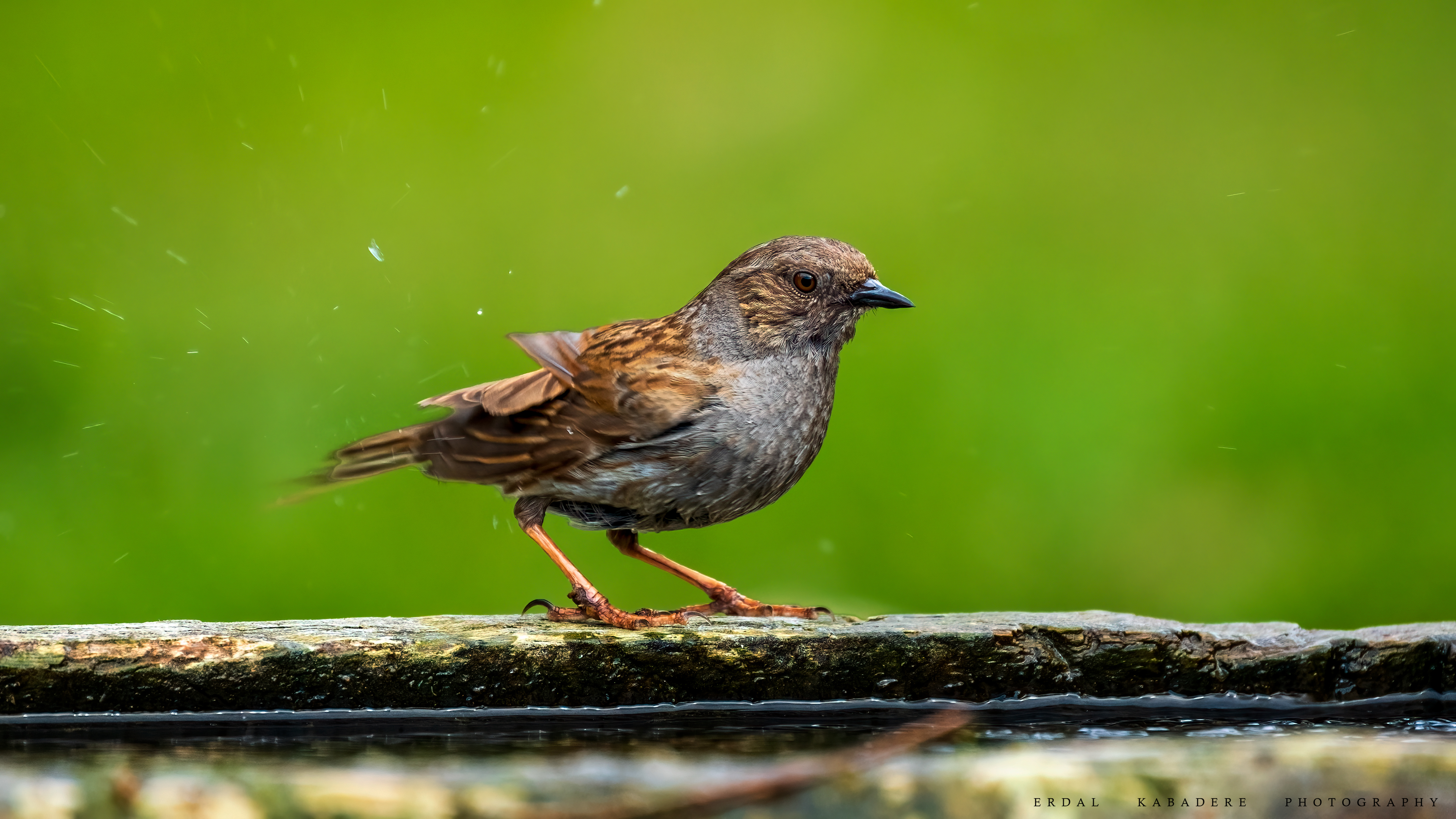 Dağbülbülü » Dunnock » Prunella modularis