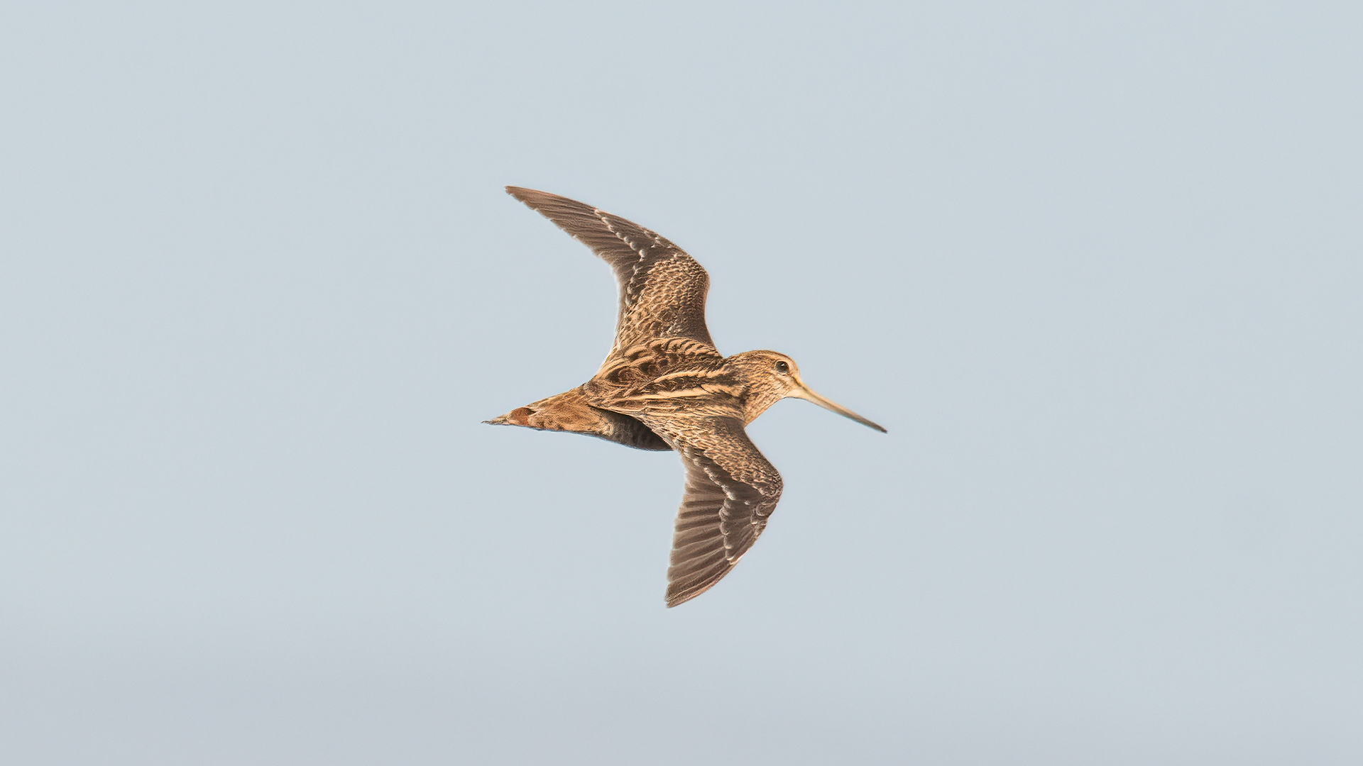 Sibirya suçulluğu » Pin-tailed Snipe » Gallinago stenura