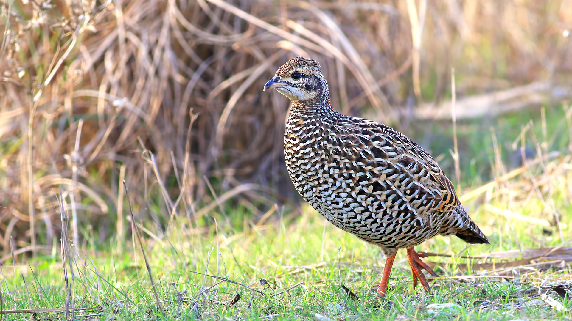 Turaç » Black Francolin » Francolinus francolinus