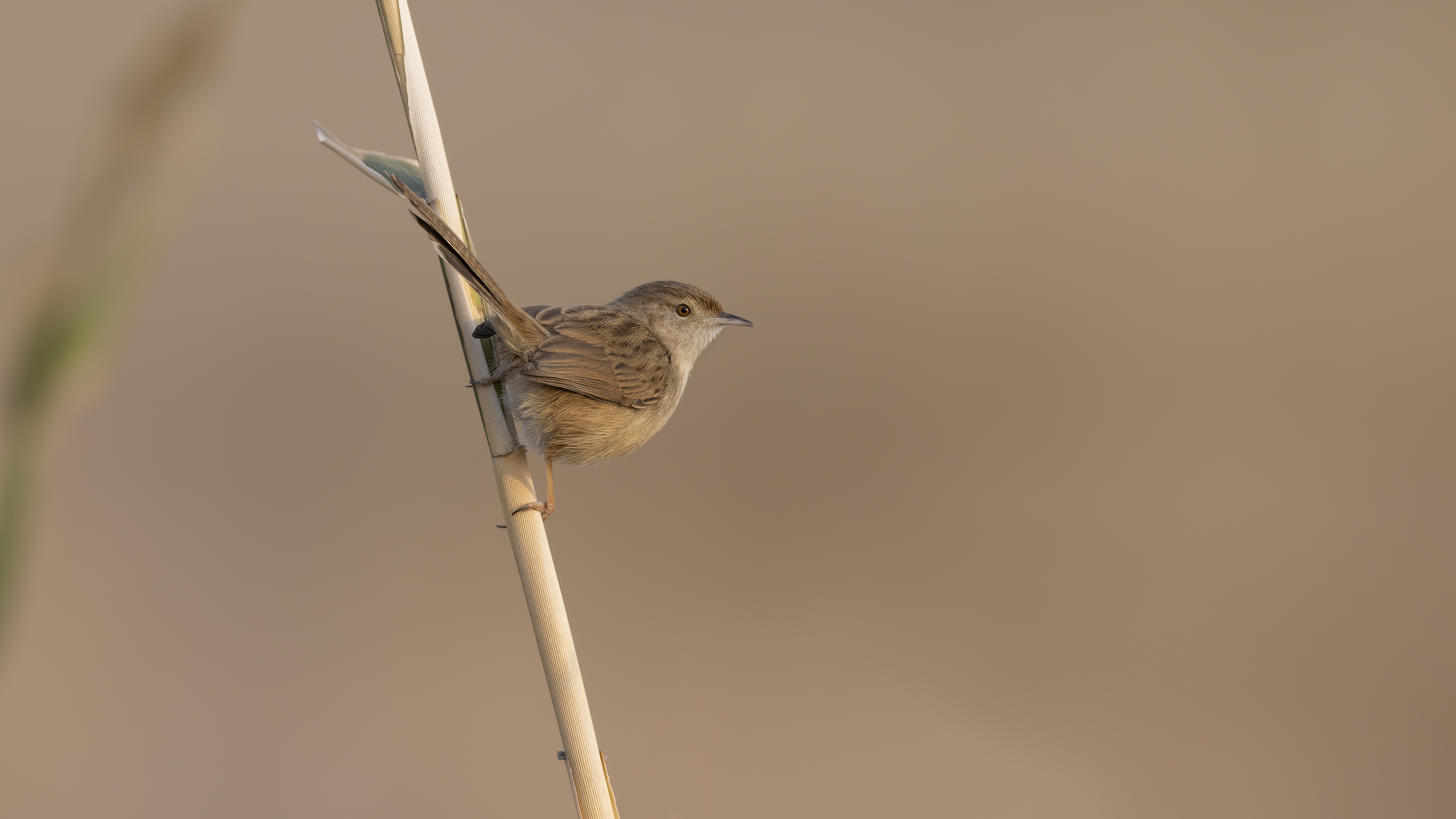 Dikkuyruklu ötleğen » Delicate prinia » Prinia lepida