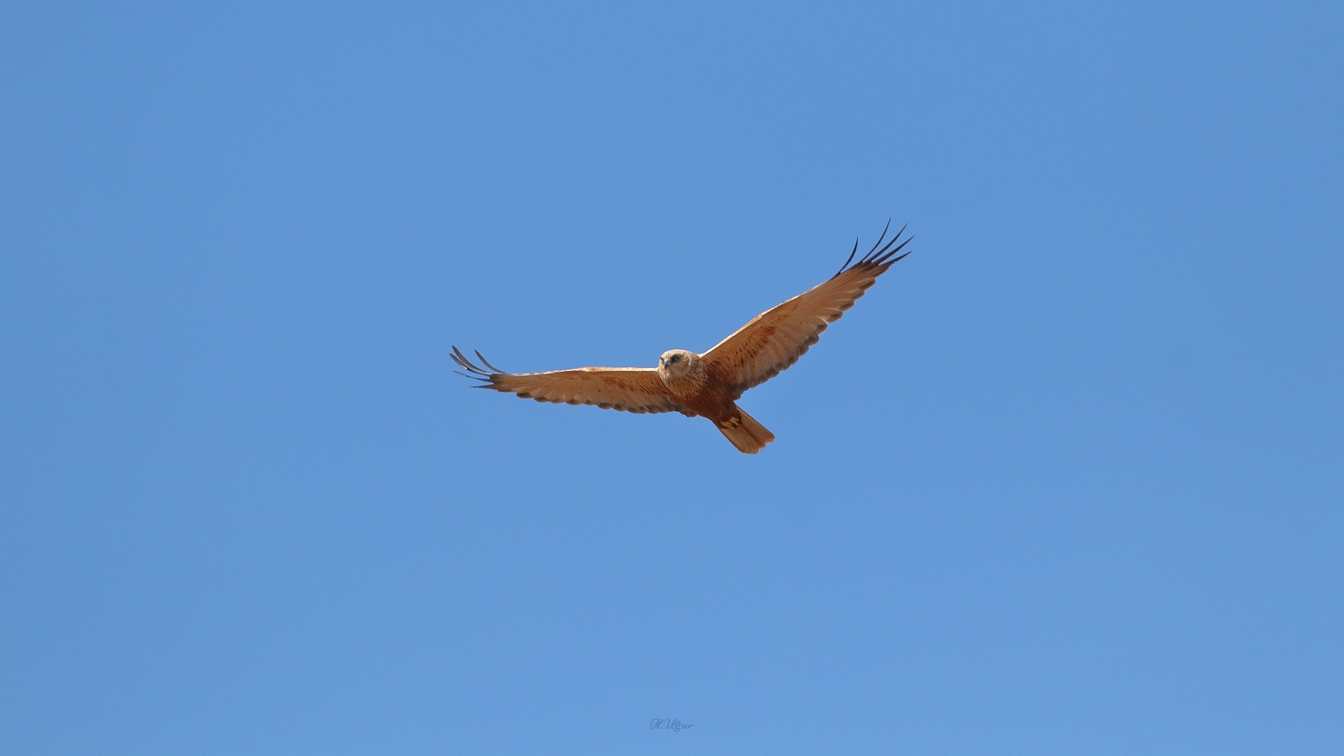 Saz delicesi » Western Marsh Harrier » Circus aeruginosus