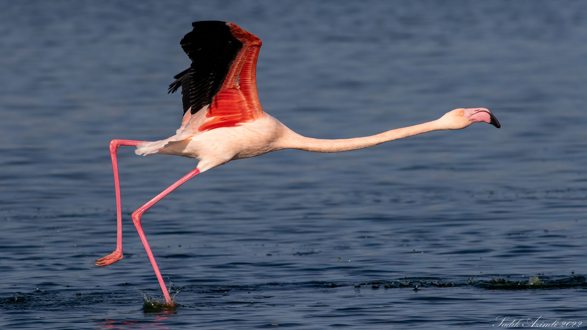 Flamingo