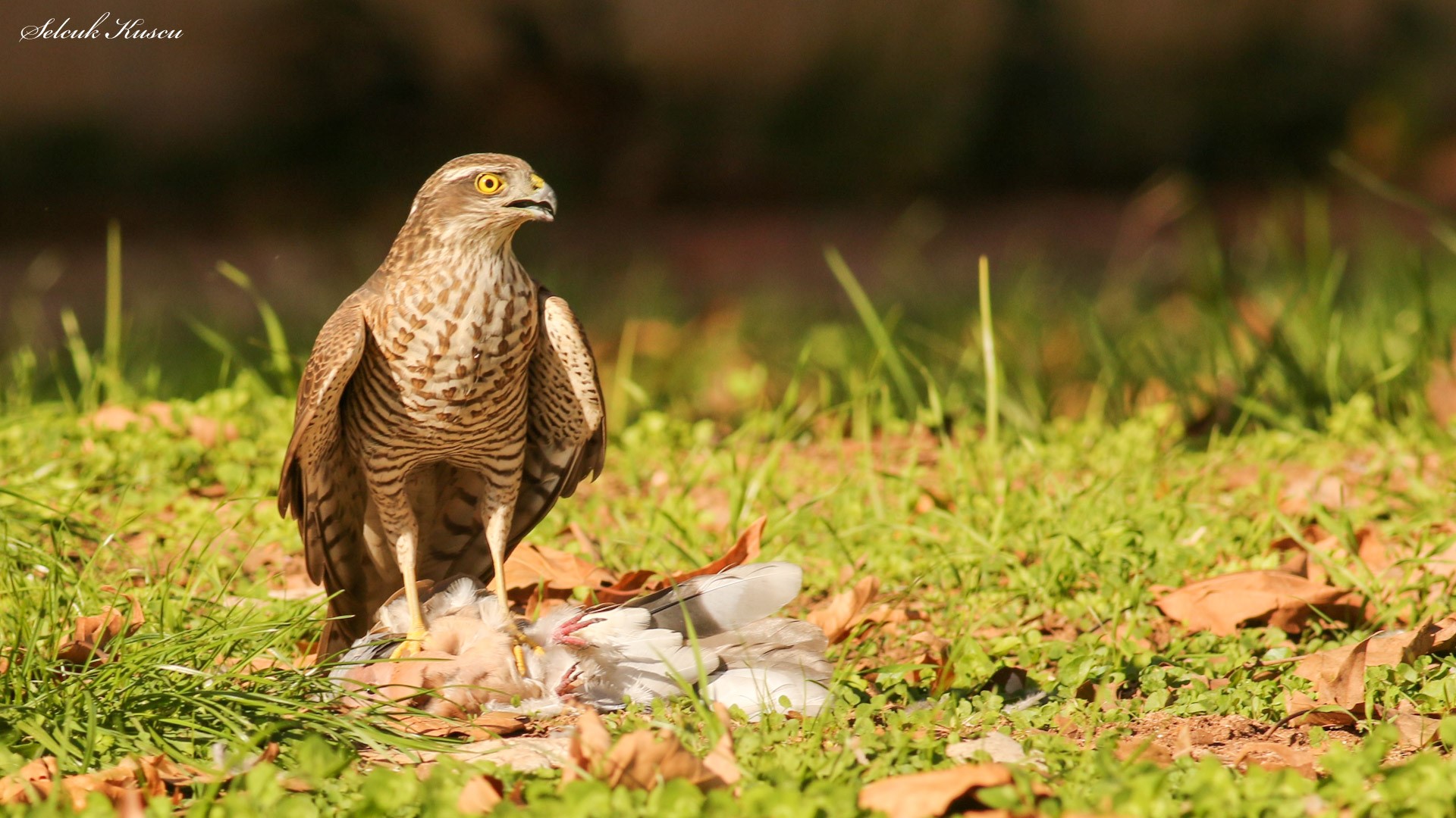 Atmaca » Eurasian Sparrowhawk » Accipiter nisus