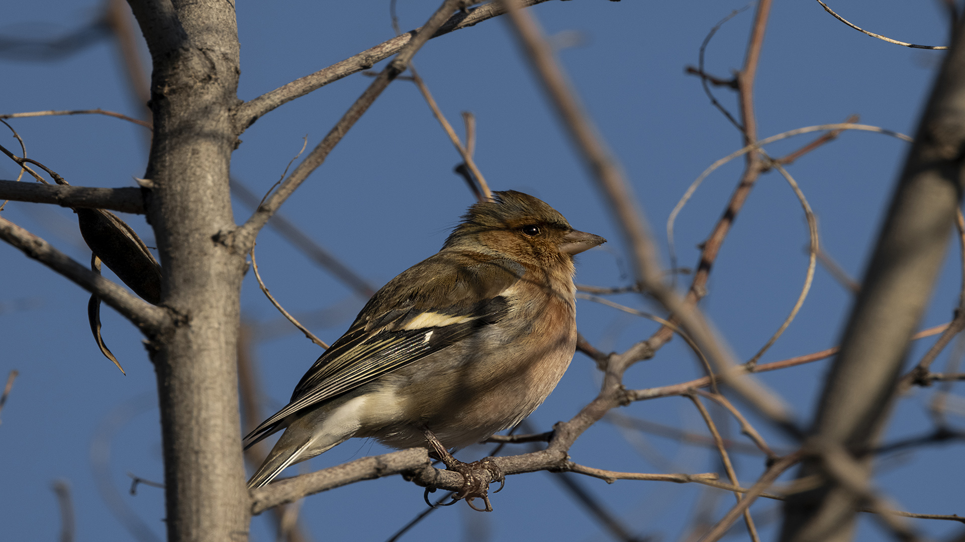 İspinoz » Common Chaffinch » Fringilla coelebs