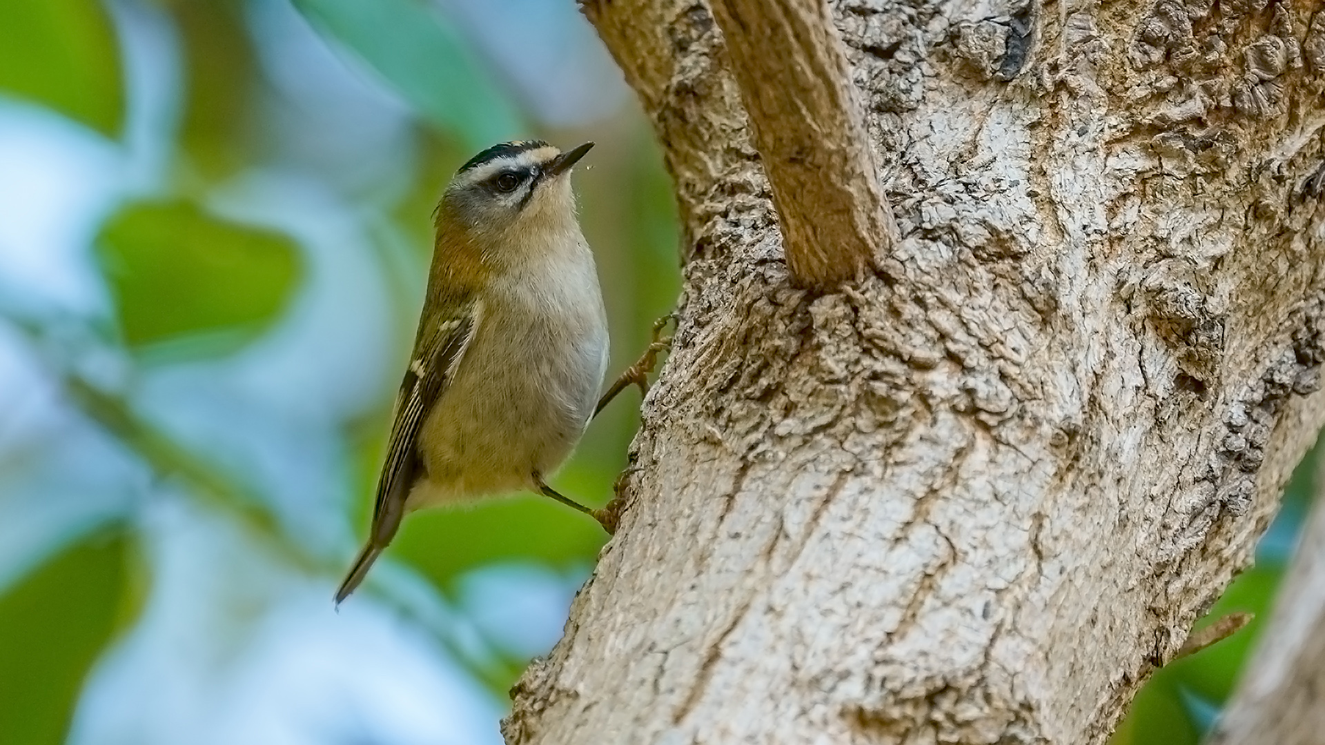 Sürmeli çalıkuşu » Common Firecrest » Regulus ignicapilla