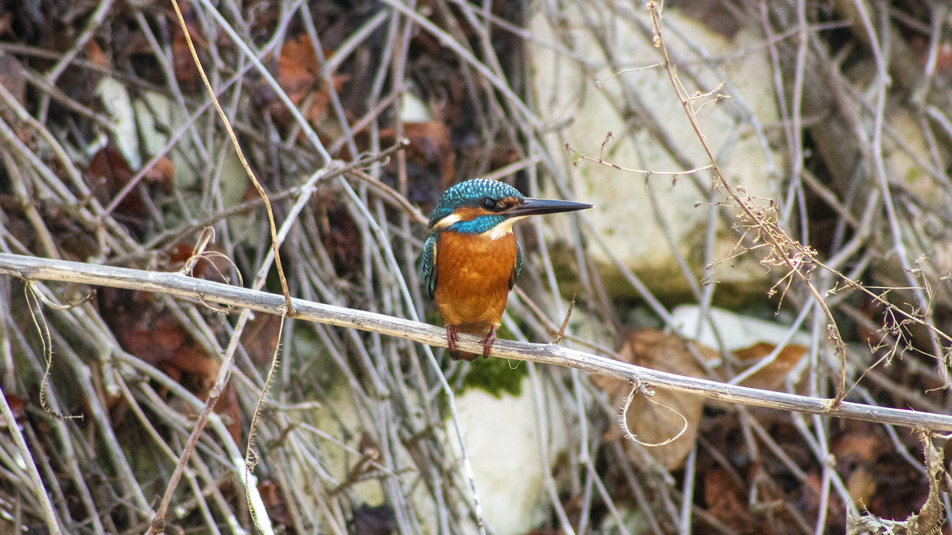 Yalıçapkını » Common Kingfisher » Alcedo atthis